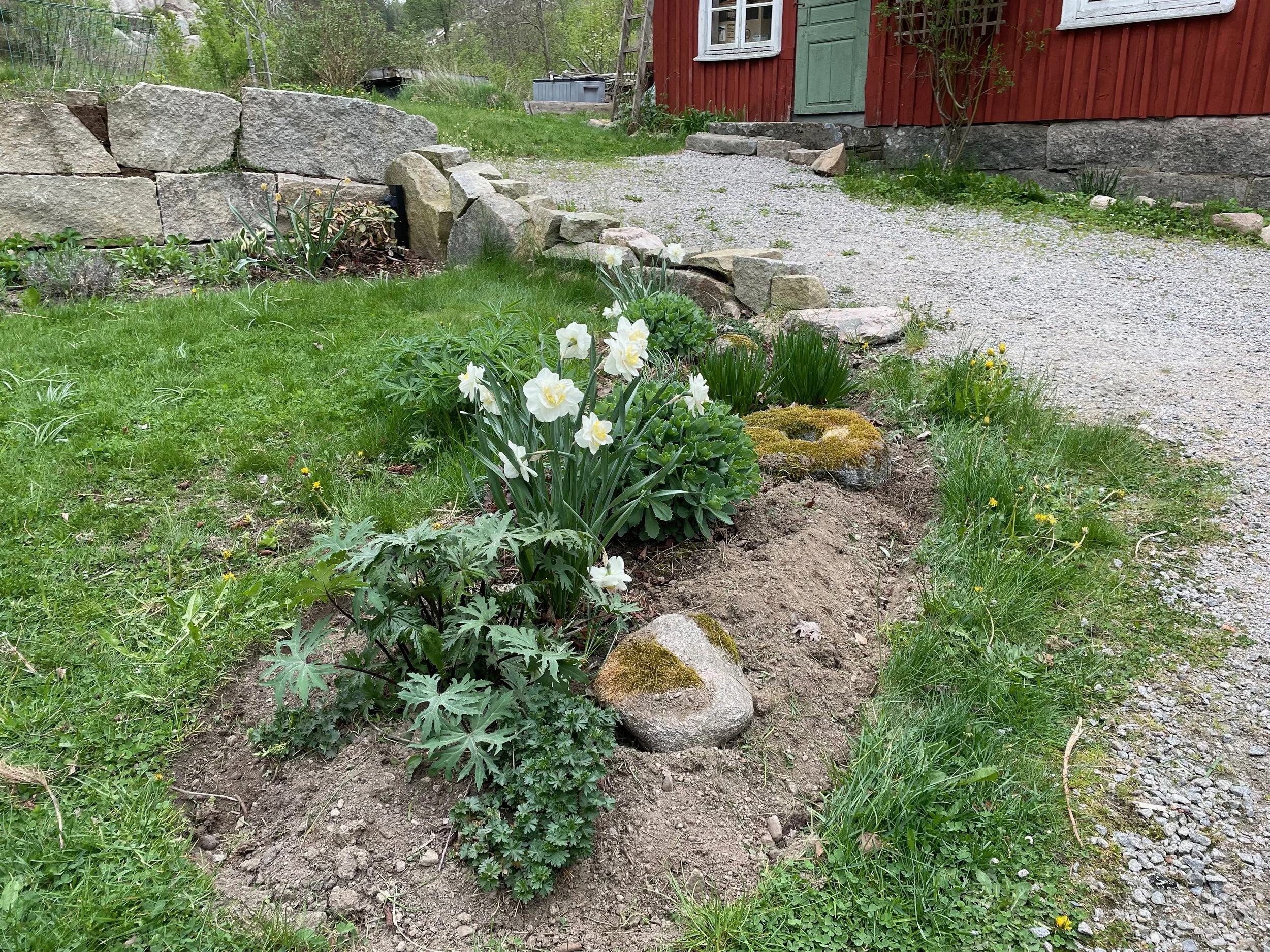 A garden with green grass, blooming white flowers, and a gravel pathway next to a red wooden house with white window frames. There are rocks and plants bordering the pathway.
