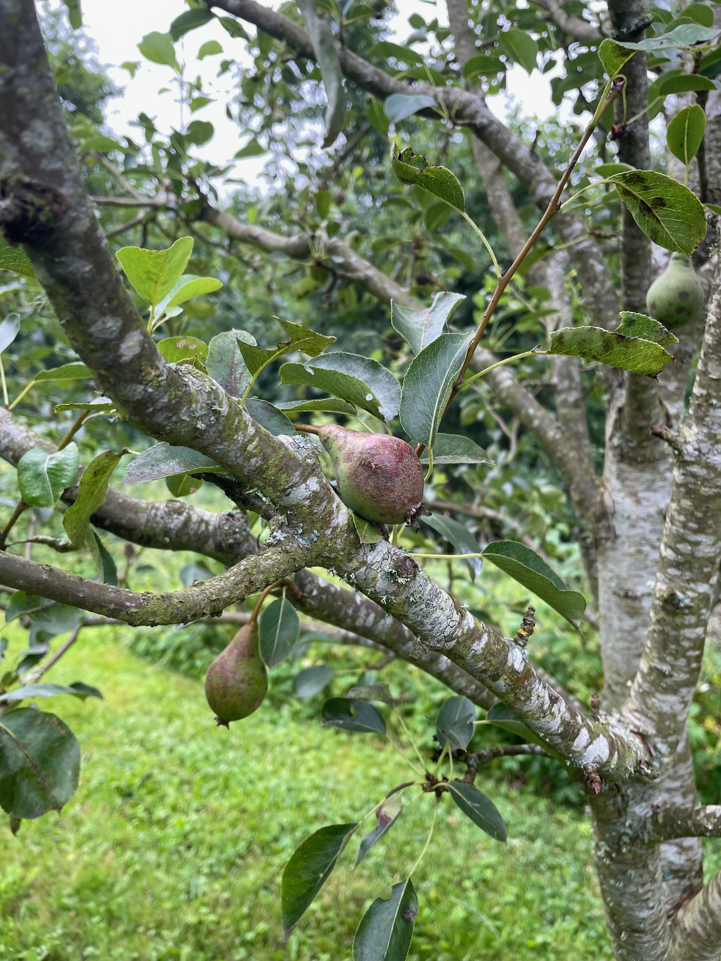 Pears close up.jpeg