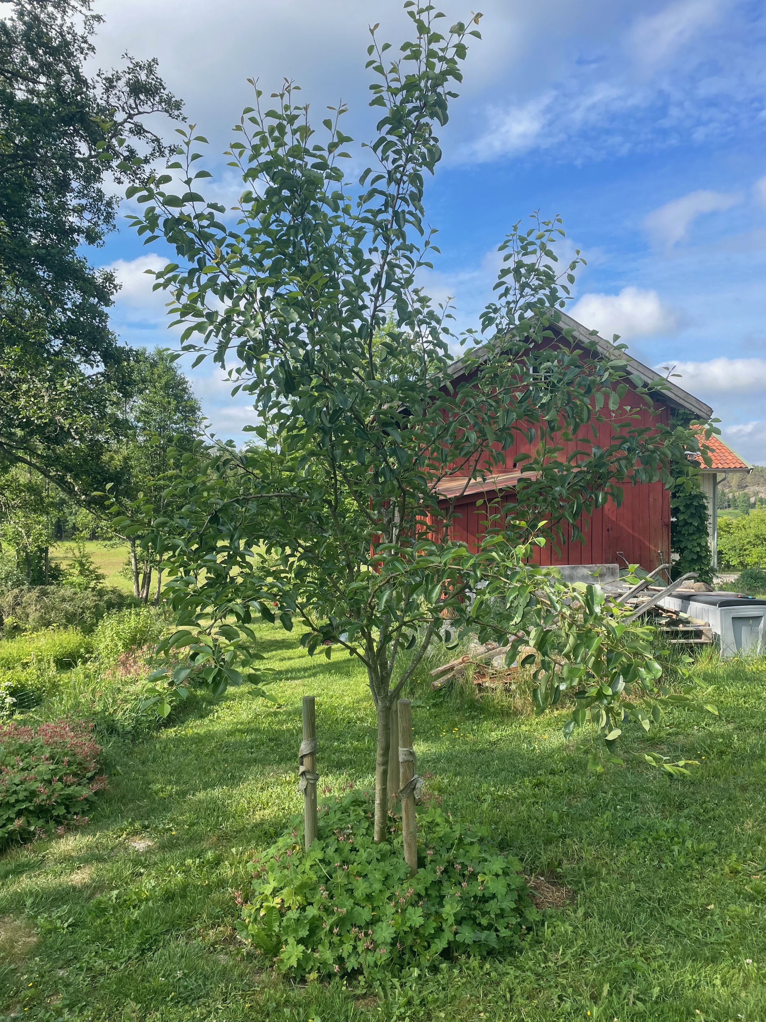 A young green tree with a thin trunk in a garden, surrounded by grass and plants, with a red barn-like building to the right and a blue sky with scattered clouds in the background.