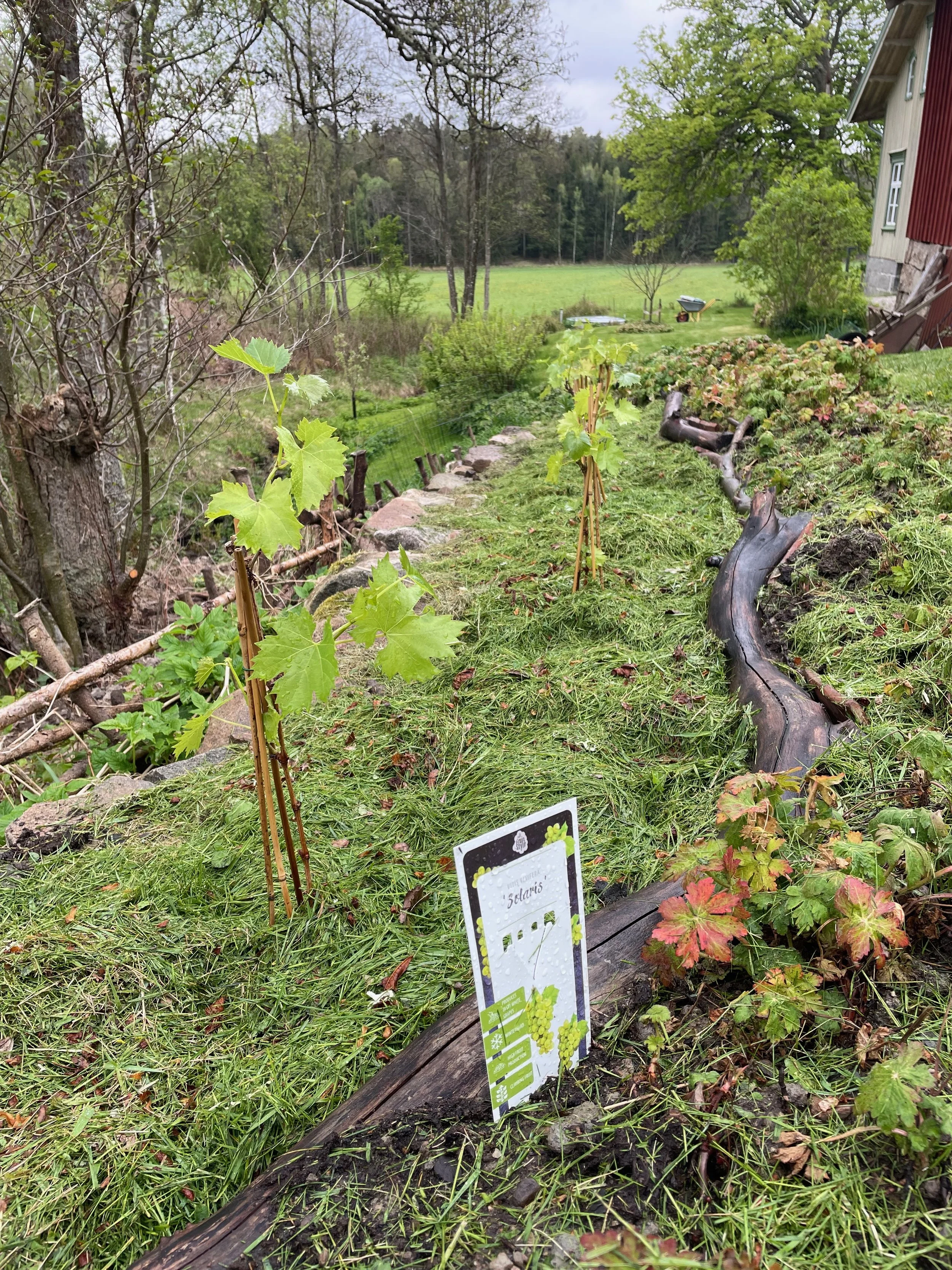 Planting Solaris - and Waiting for Wine