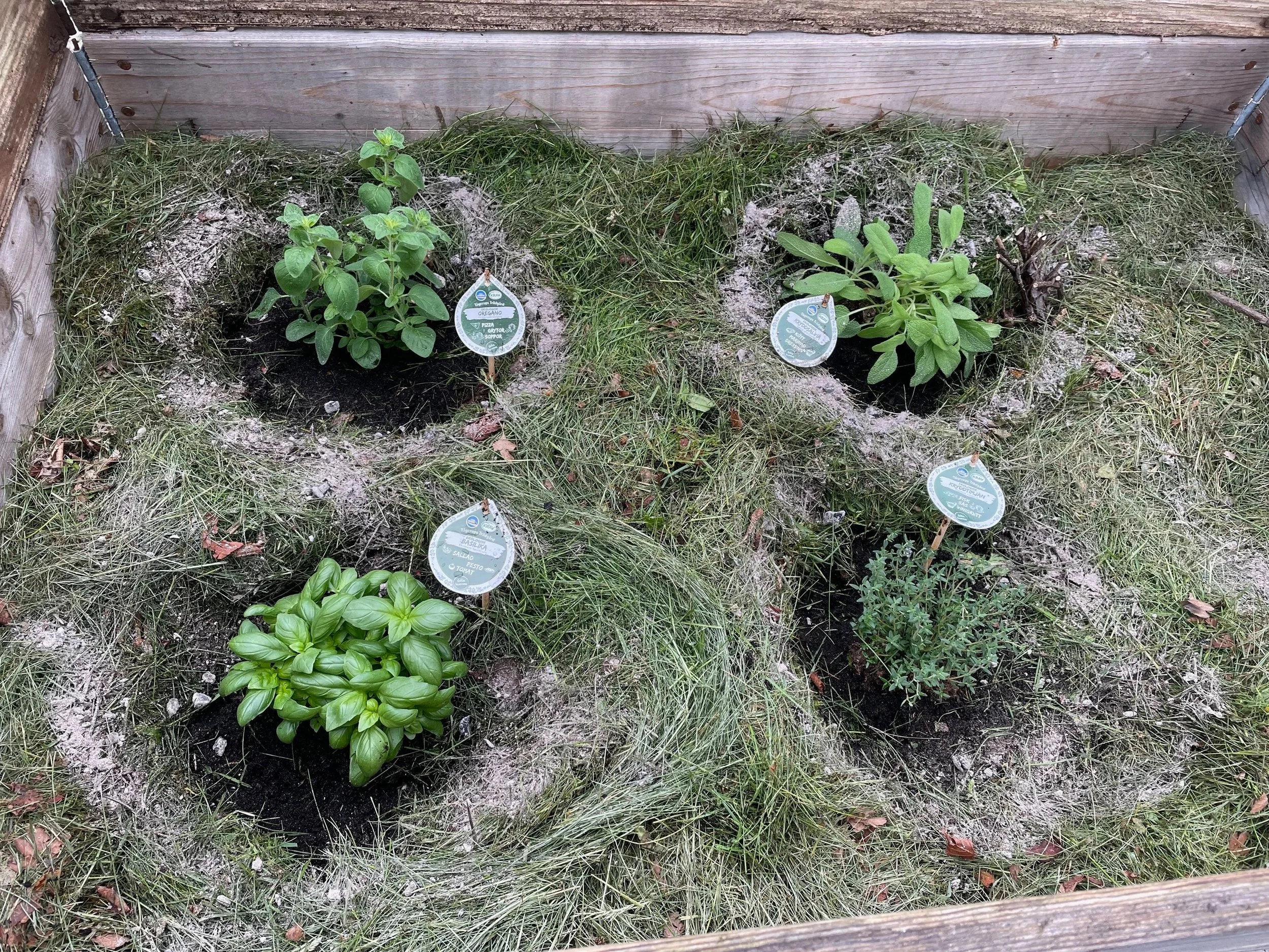 A garden bed with four small plants, basil, oregano, thyme, and sage surrounded by grass and soil, with plant labels indicating the herbs.