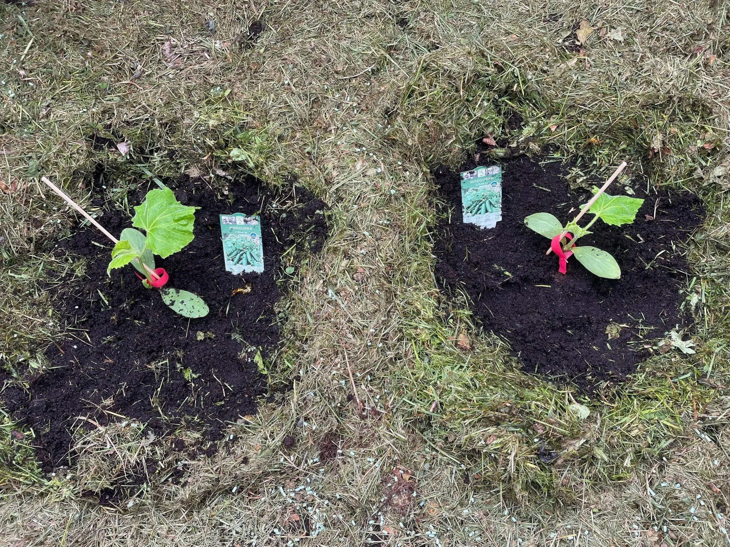 Young cucumber plants in small garden beds with plant labels, placed on grassy ground.