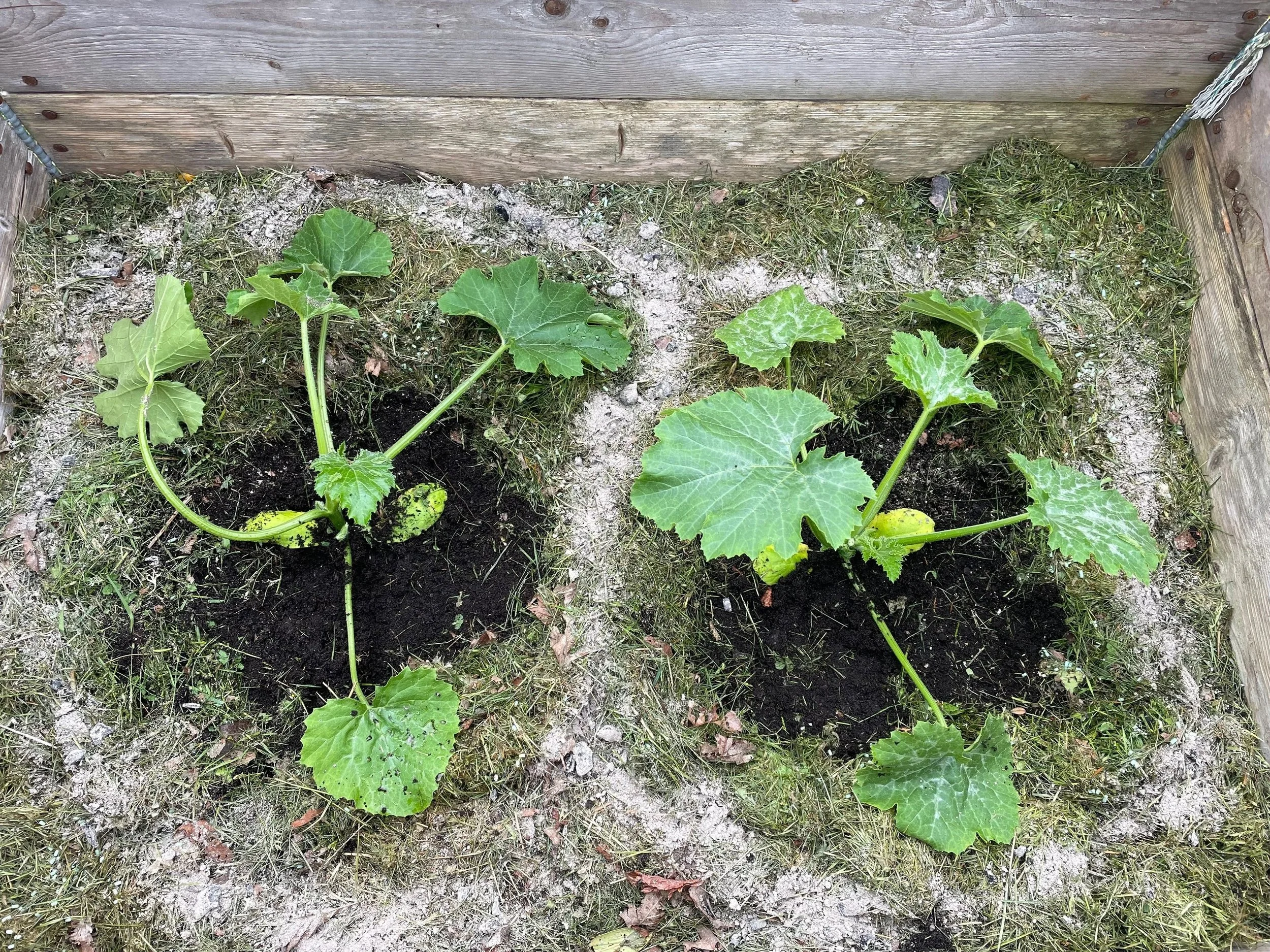 Young squash plants growing in a small garden bed with soil and grass around them, bordered by wooden planks.