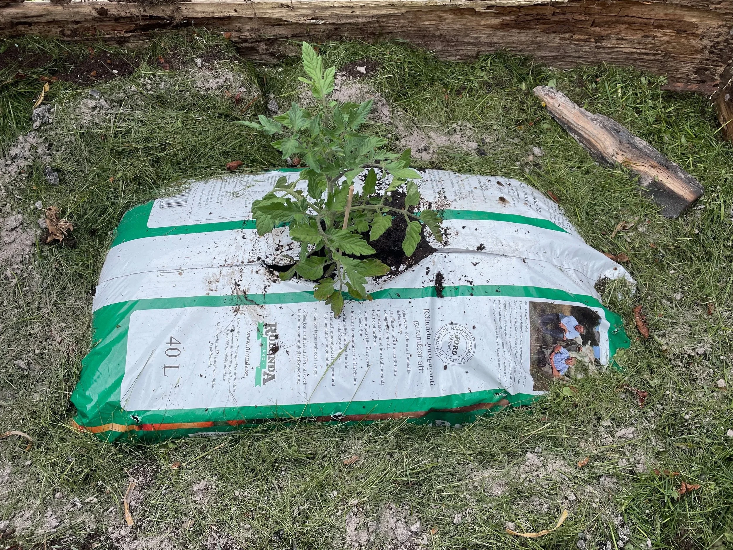A small tomato plant growing in a bag of potting soil on the ground outdoors, with grass and a wooden log nearby.