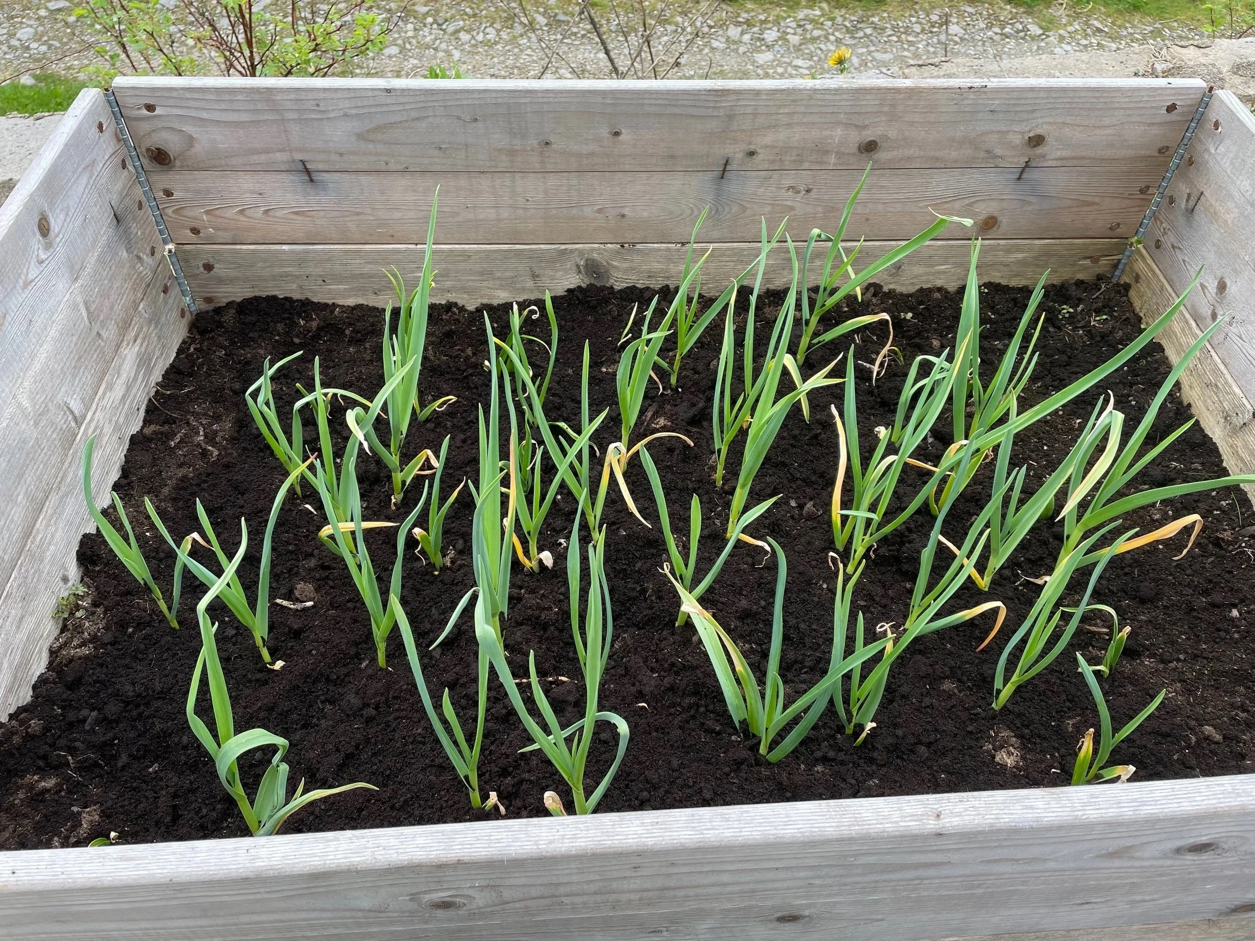 A raised garden bed made of wood filled with dark soil and green garlic plants growing, situated outdoors with some small plants and dirt visible in the background.