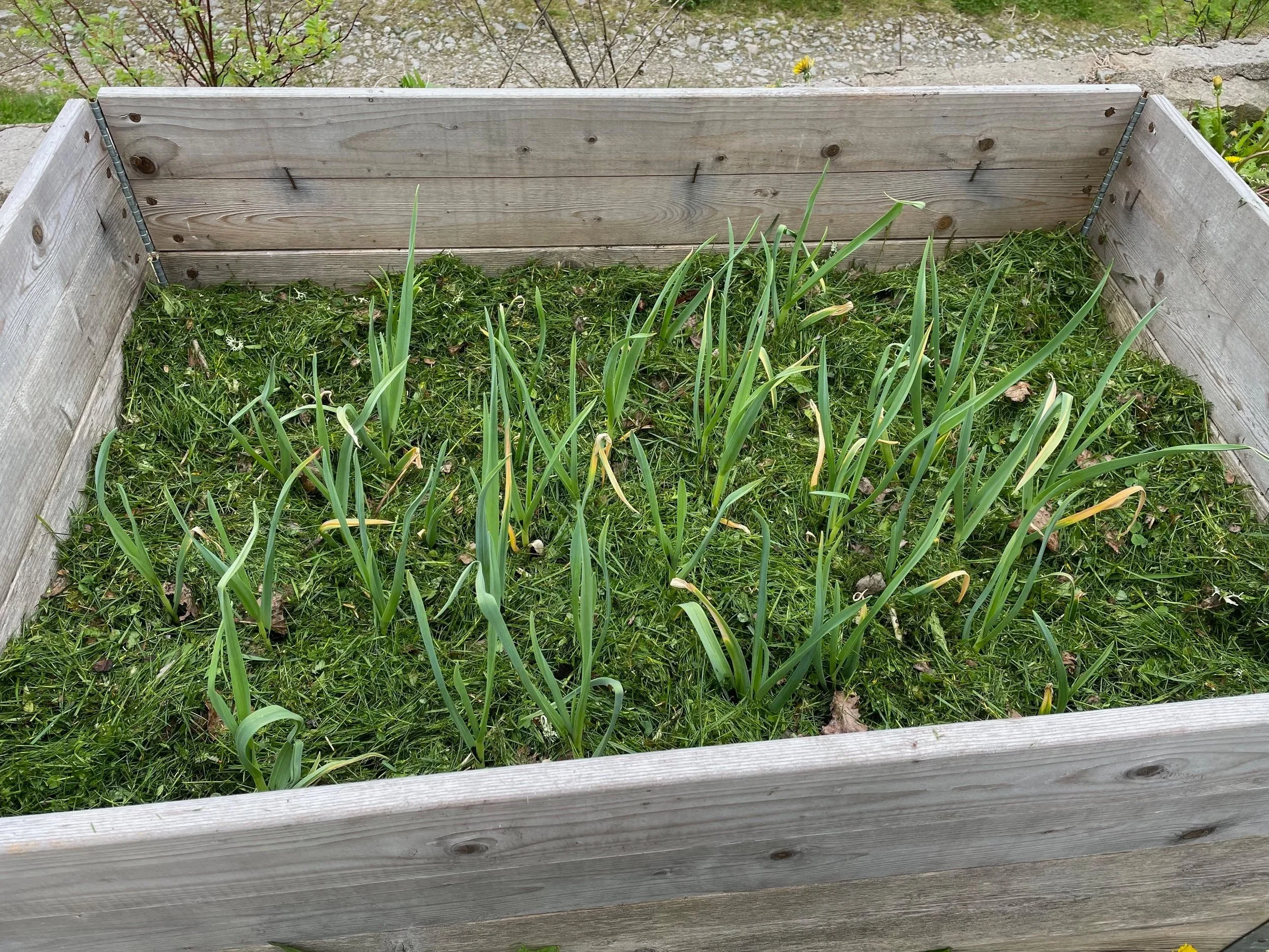 A wooden garden bed with green grass and garlic plants growing inside, set outdoors on a grassy area.