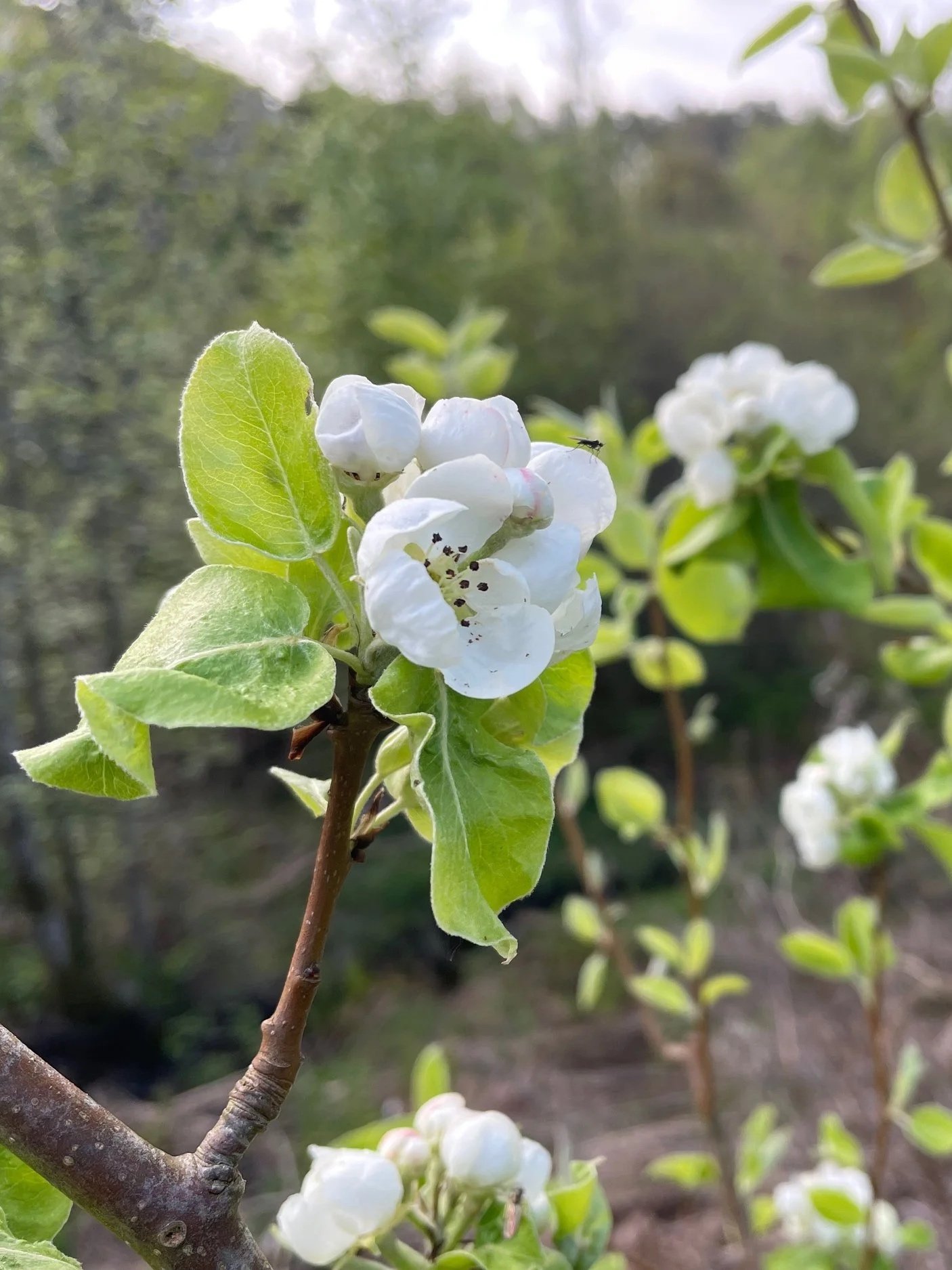 Close-up of white blooming pear tree flowers on a branch with green leaves in a garden during daylight.
