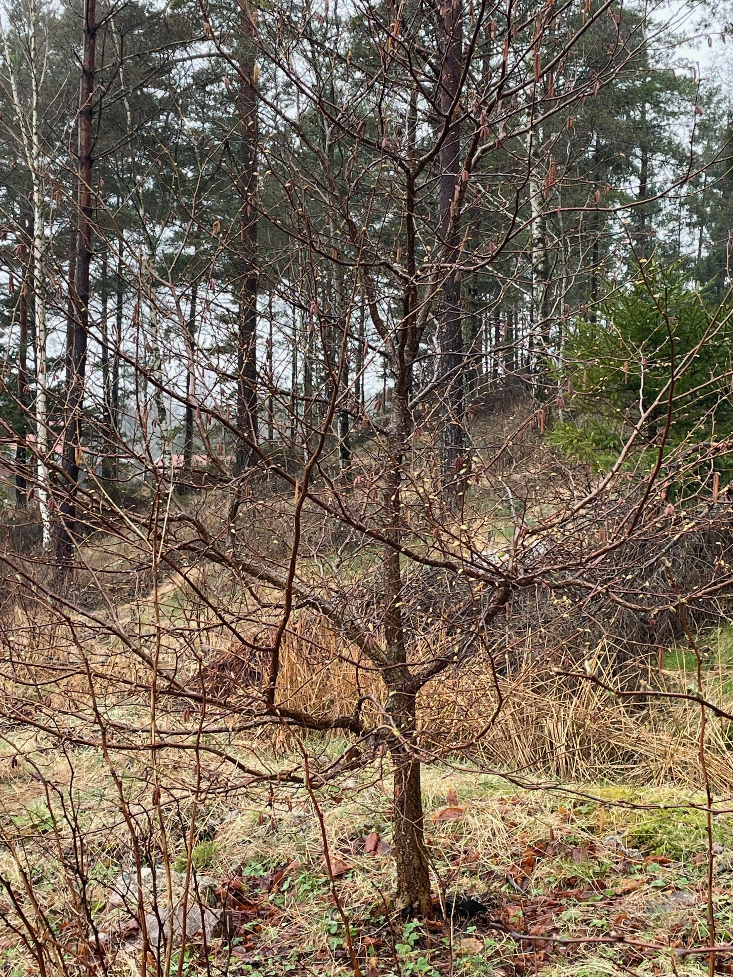 A small, leafless tree surrounded by dried grass and underbrush in a forested area, with taller trees in the background and an overcast sky.