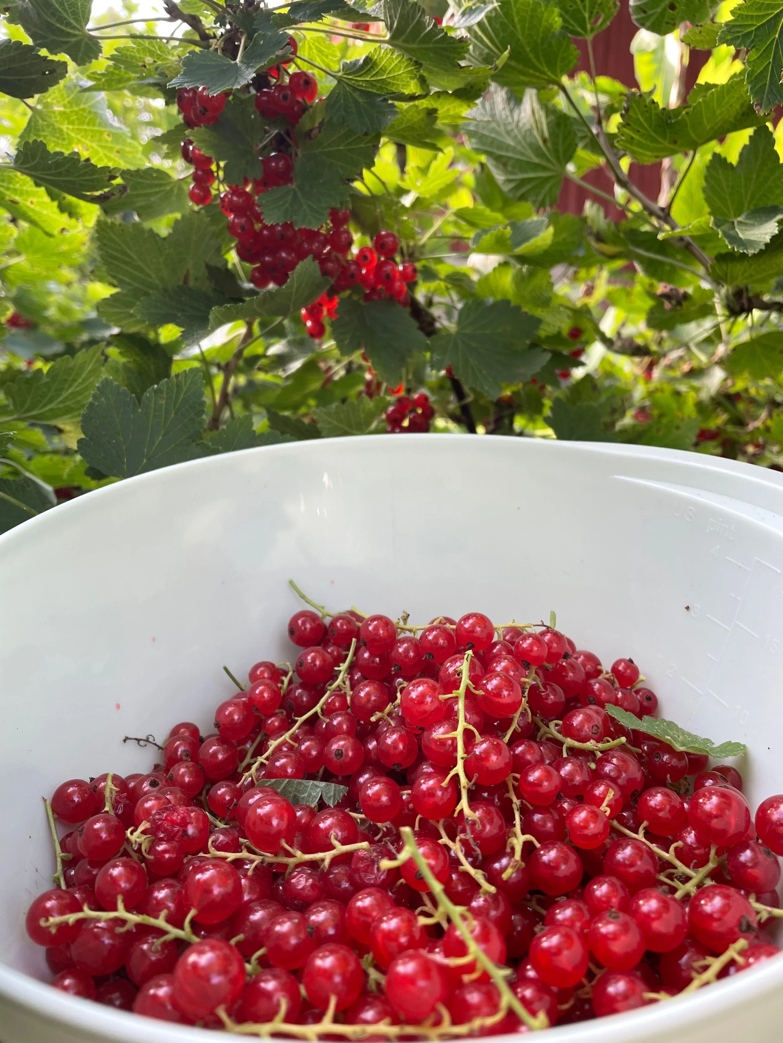 Red currant picked.jpeg