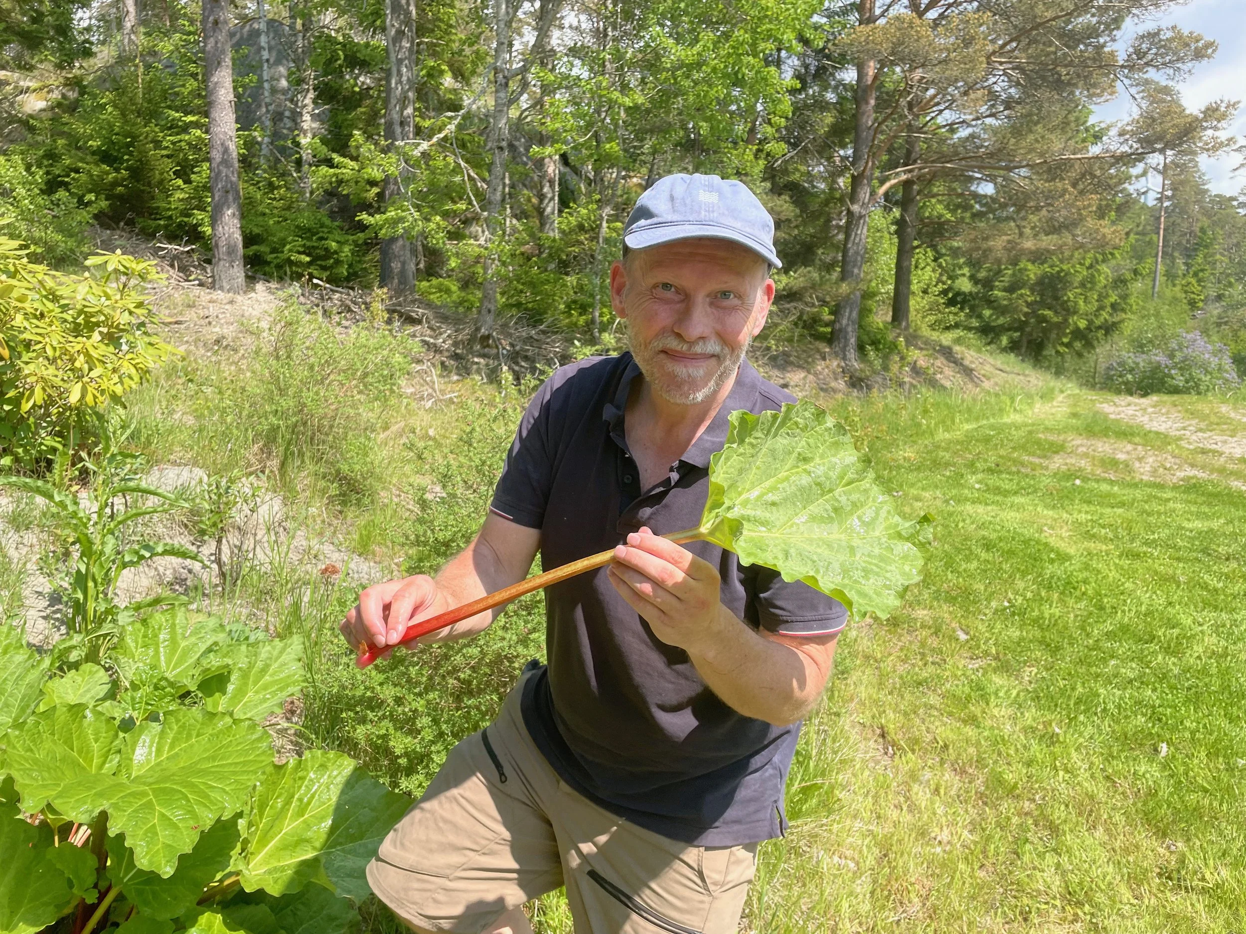 A middle-aged man with a beard, wearing a light blue cap and a black shirt, is holding a large leafy rhubarb in an outdoor forested area. The background is filled with trees and green foliage, and he appears to be examining or showcasing the plant.