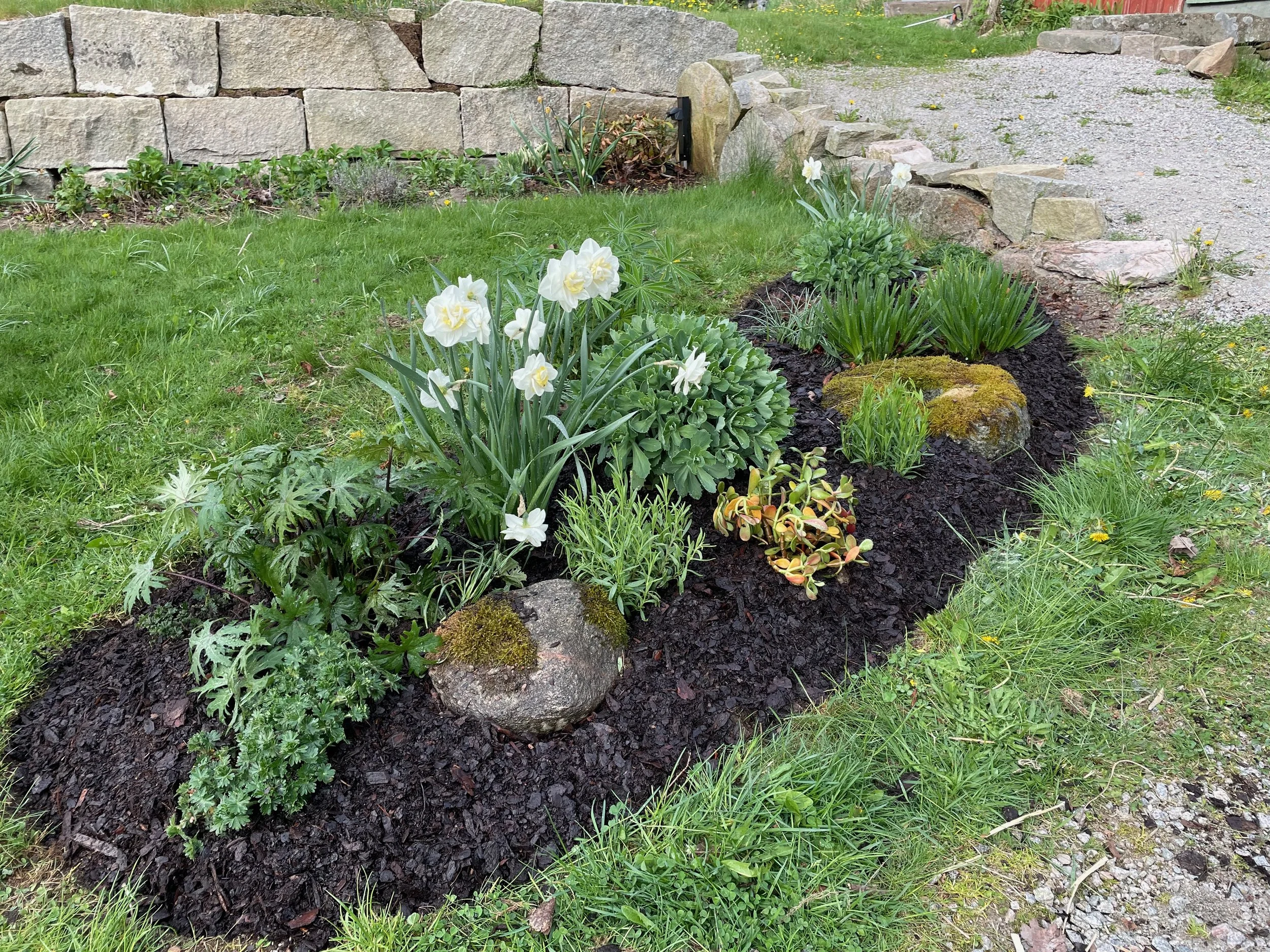 A garden with white daffodil flowers and other green plants, bordered by rocks, next to a stone wall and a gravel path.