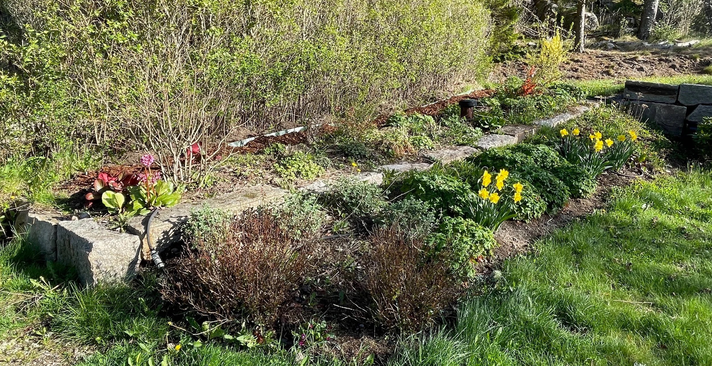 A garden with various flowers, including yellow daffodils, surrounded by green grass and shrubbery, with a stone border.
