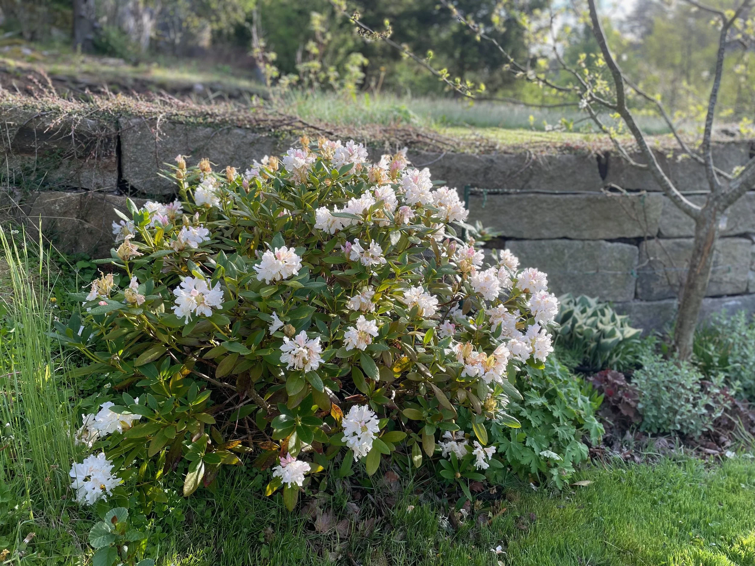 A garden scene with a flowering shrub with white and pink flowers, green leaves, next to a stone wall. There are trees with budding leaves and greenery in the background.