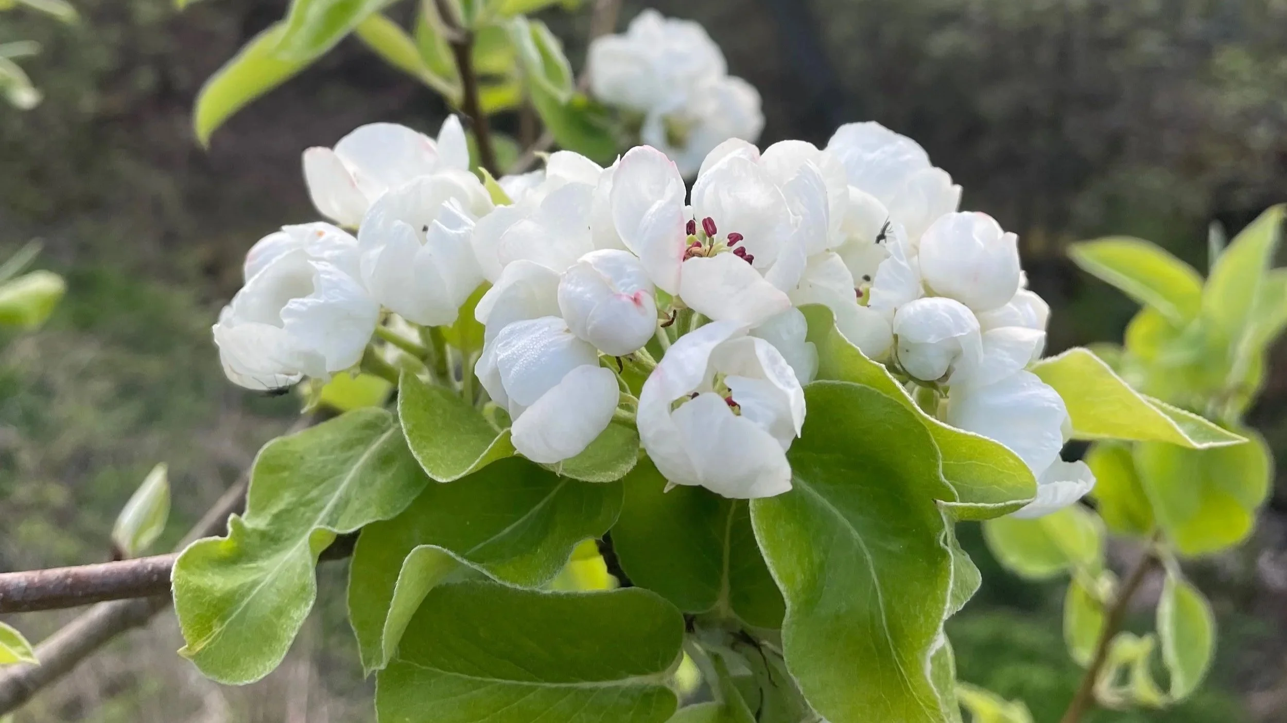 Close-up of white pear tree flowers with pink-tipped stamens and green leaves on a plant.