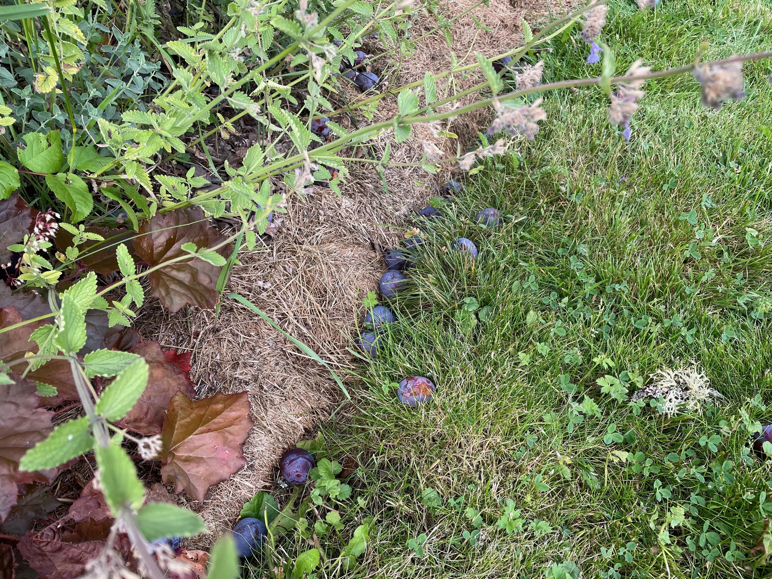 Fruit on the ground 2.jpeg