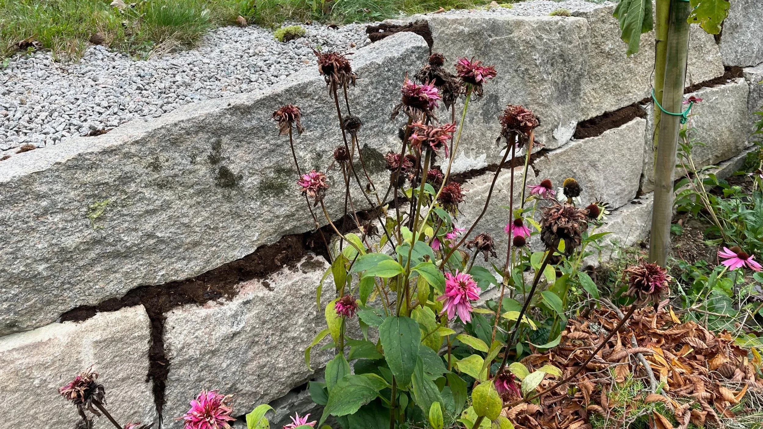 A stone wall with cracked and weathered stones, next to a garden bed with pink and purple flowers and green foliage.