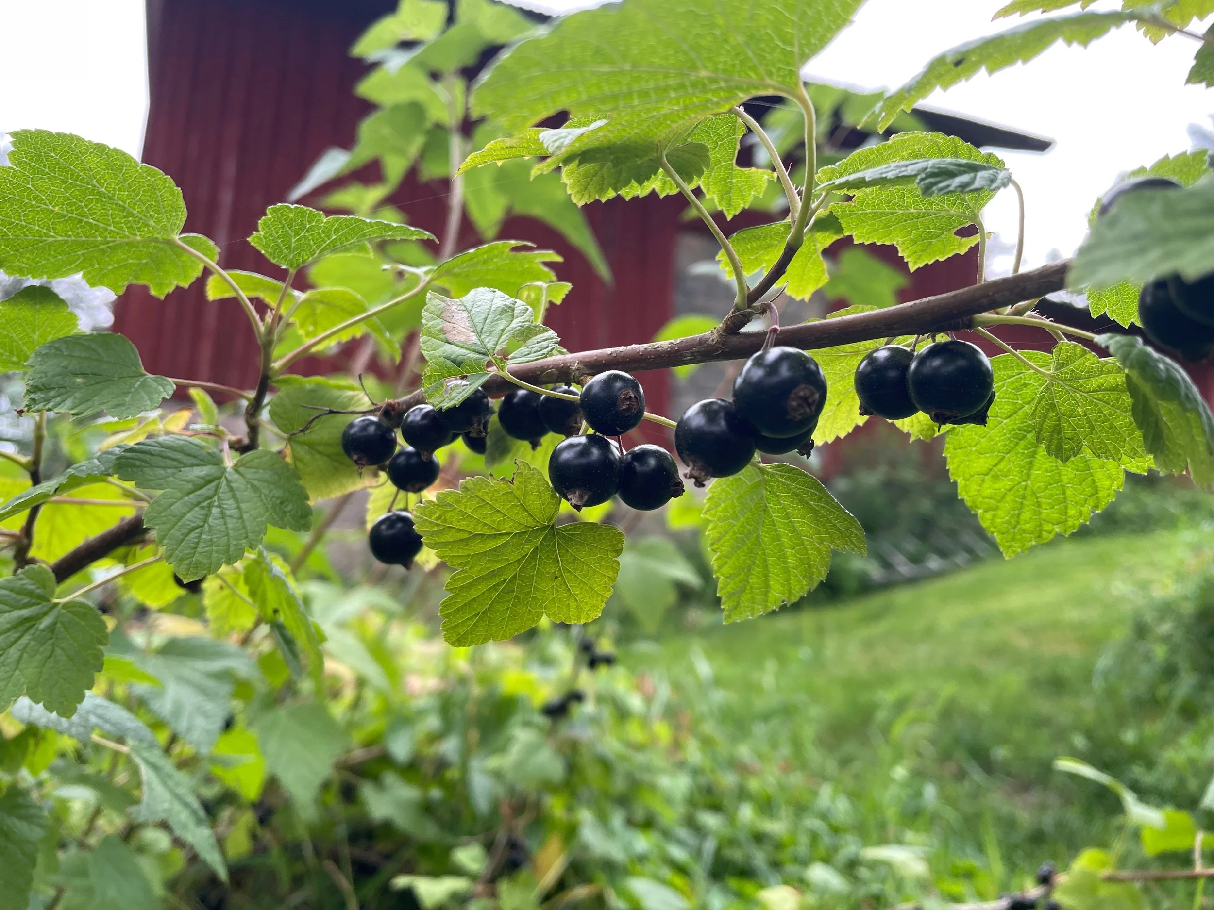 Close-up of black currant berries hanging from a branch surrounded by green leaves.