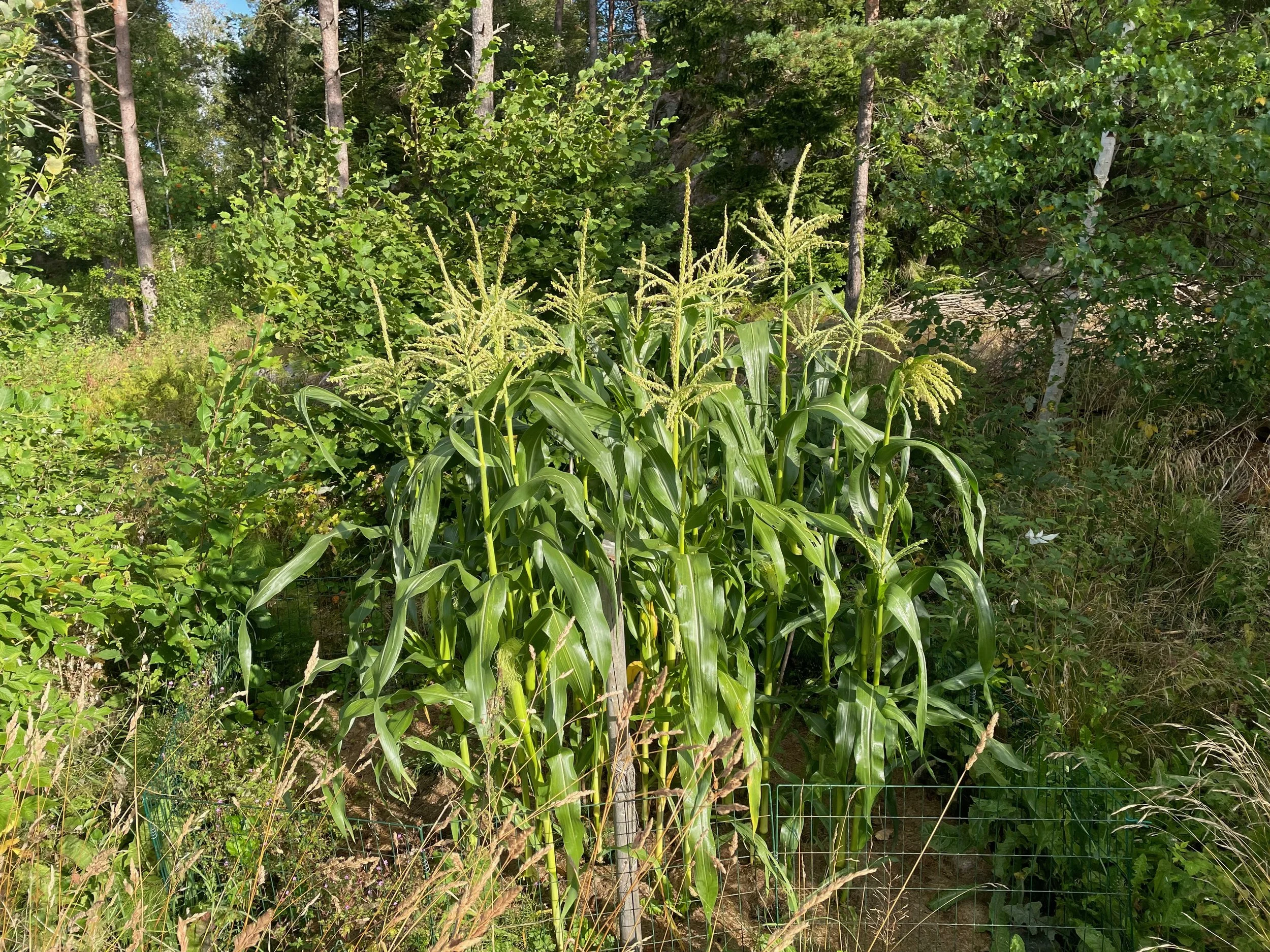 A lush garden scene with tall green corn plants in the foreground, surrounded by various trees and bushes. A wire fence is visible at the bottom of the image.