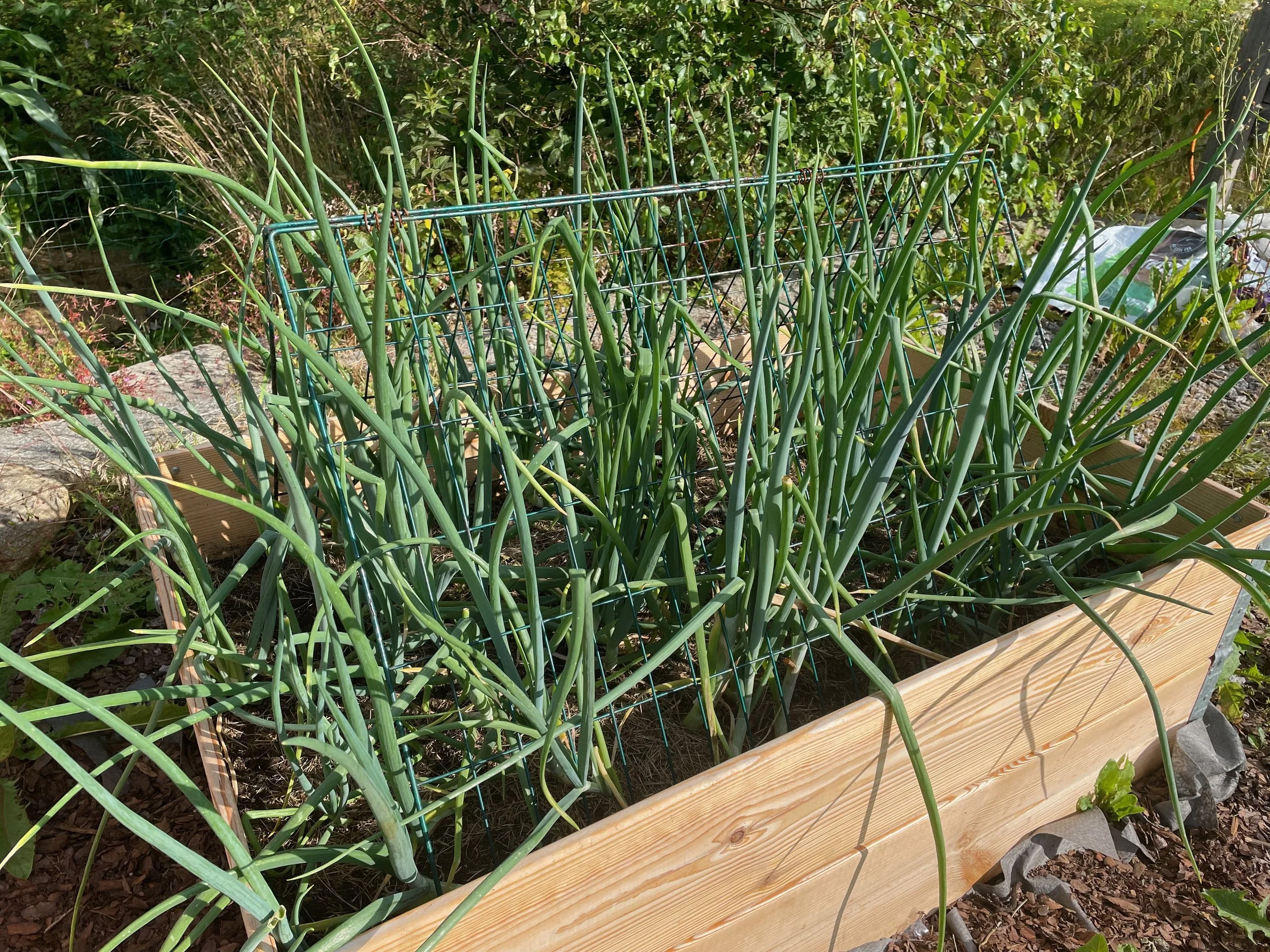 Yellow onion 1.jpeg