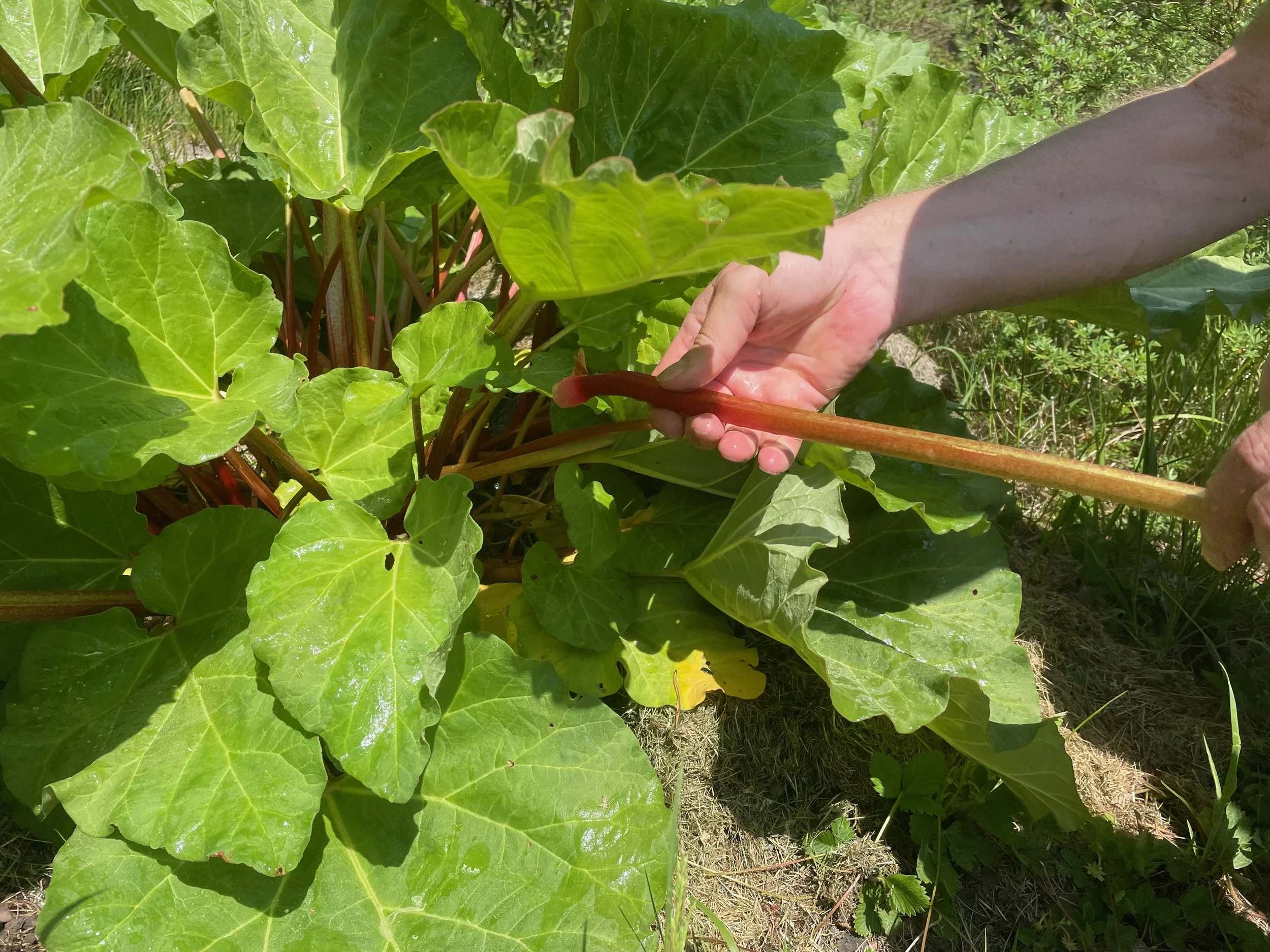 A person with a tan skin tone is harvesting a large green leafy rhubarb, outdoors in a garden with other plants and grass visible in the background.