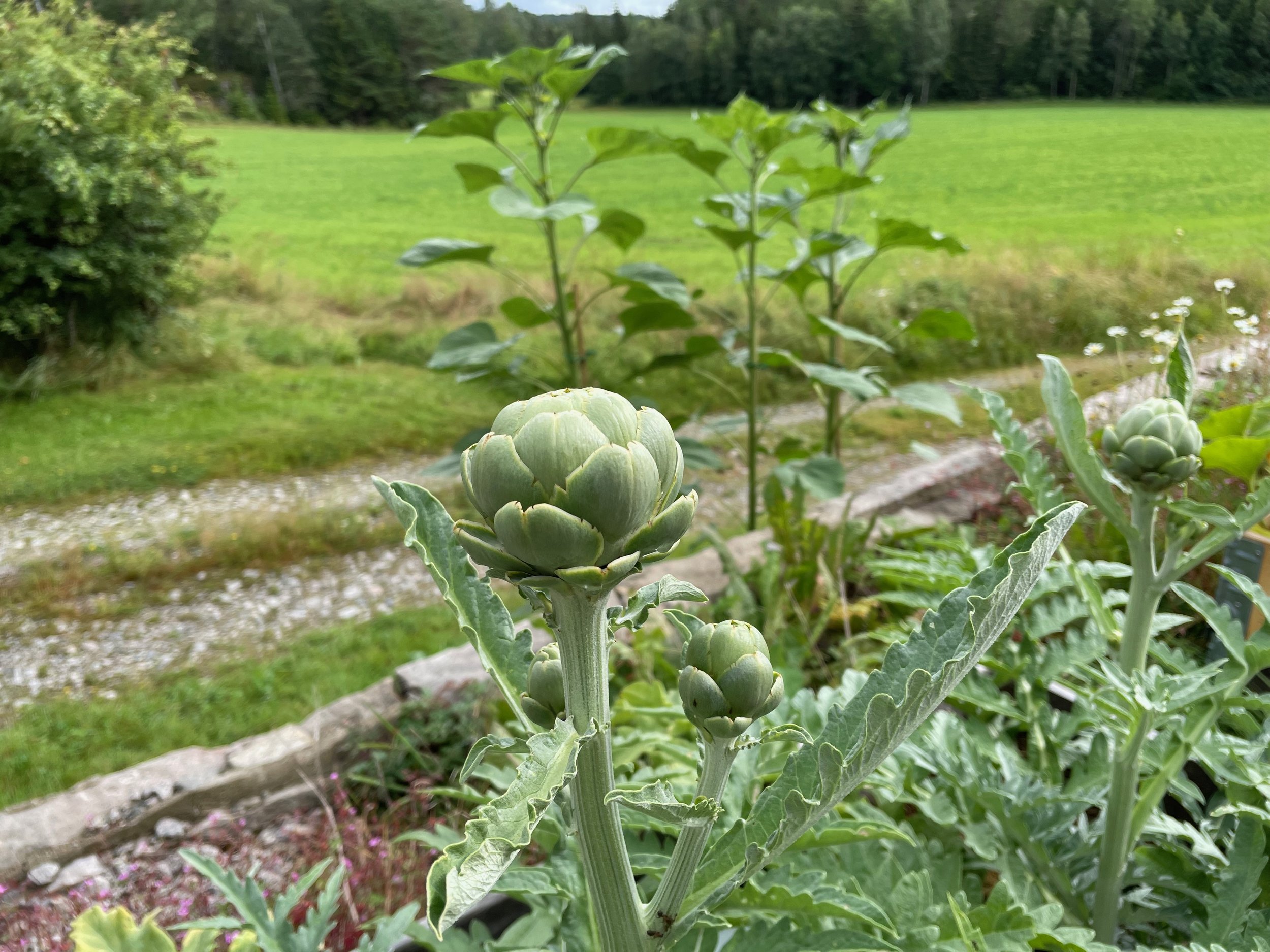 Close-up of blooming artichoke plant with multiple buds, set against a background of green fields and trees.