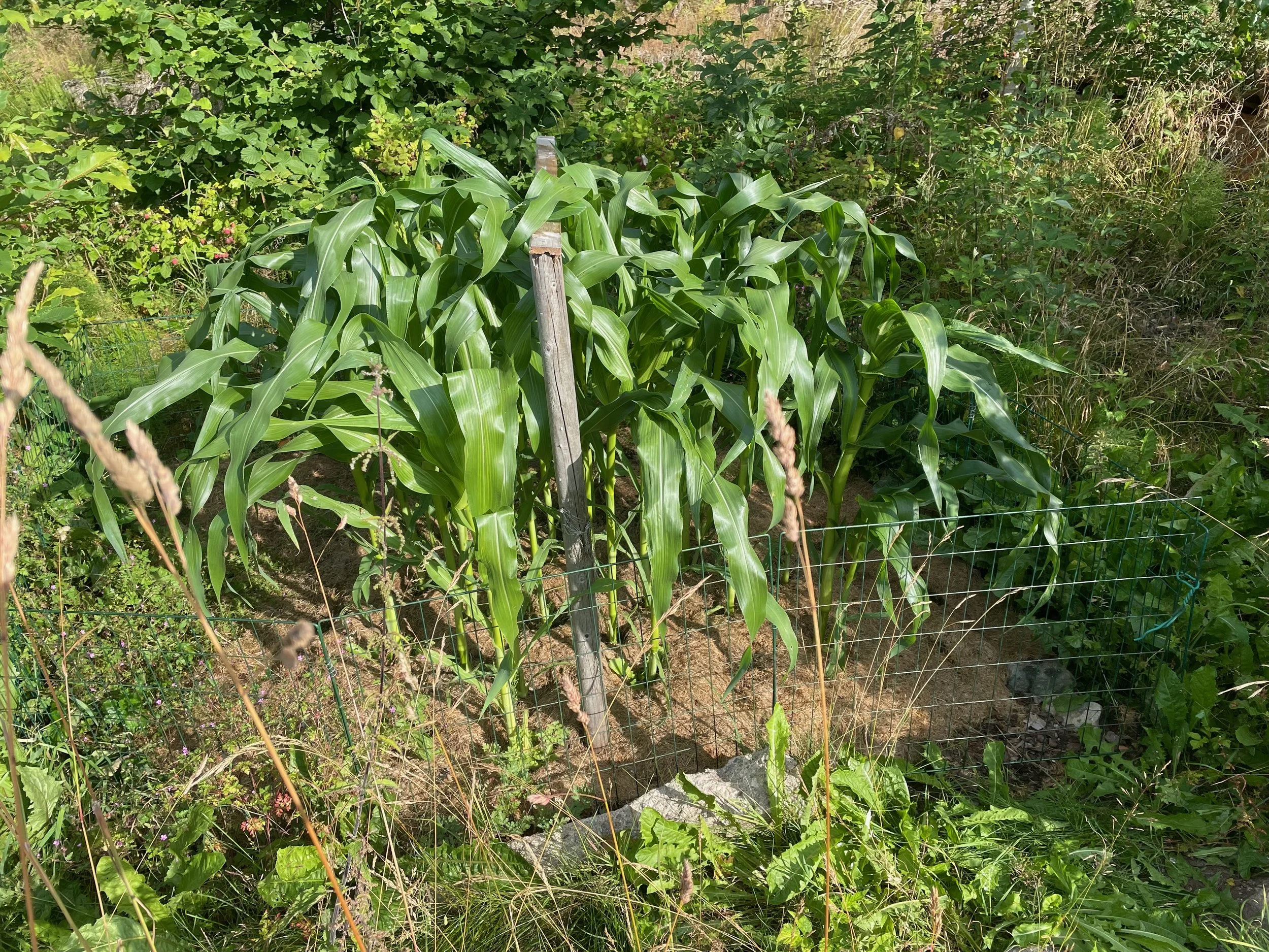 Sweet Corn growing.jpeg