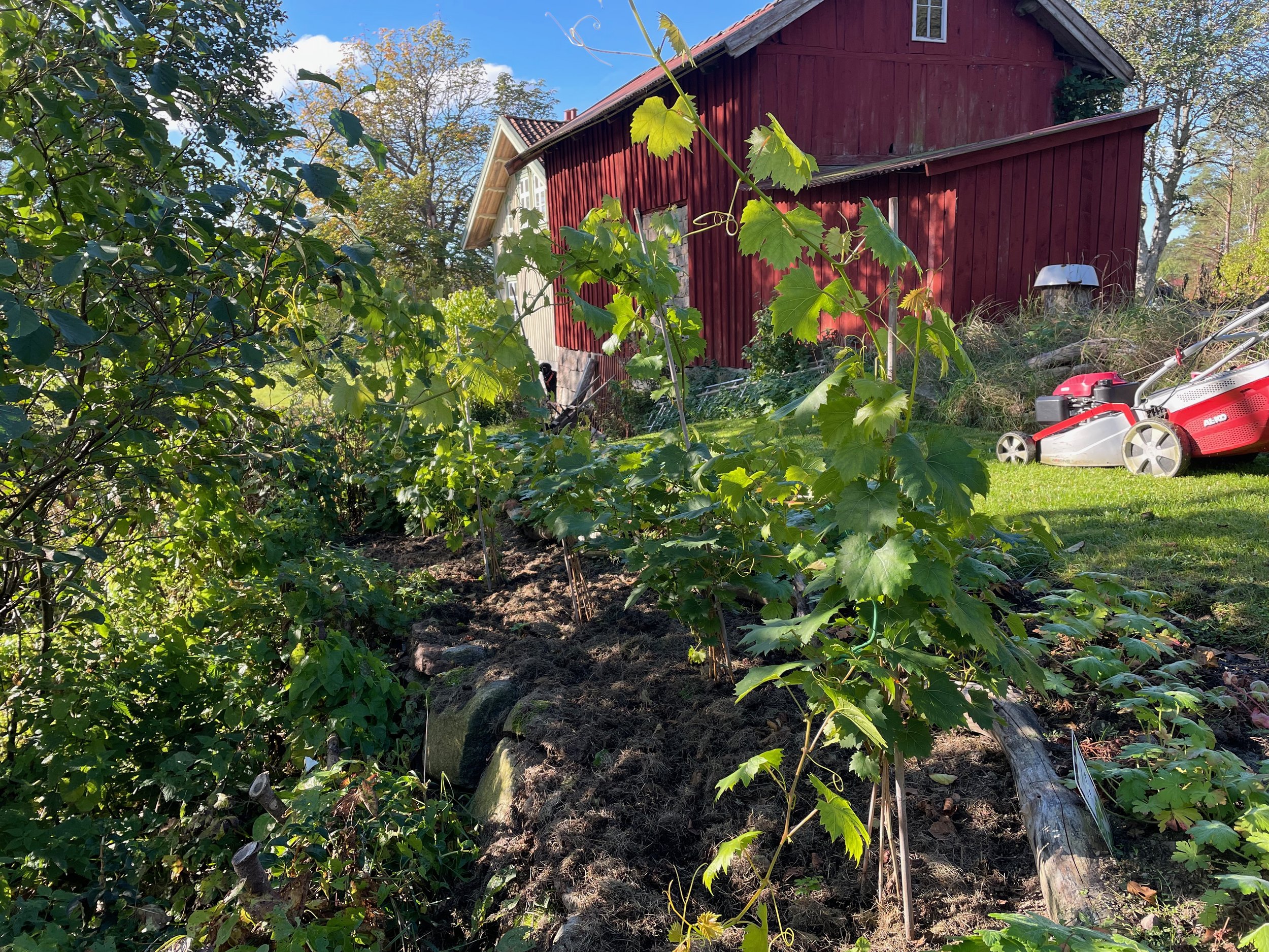 A garden with small plants and grapevine in front of a red wooden barn, with a lawn mower on the grass to the right, and trees in the background.