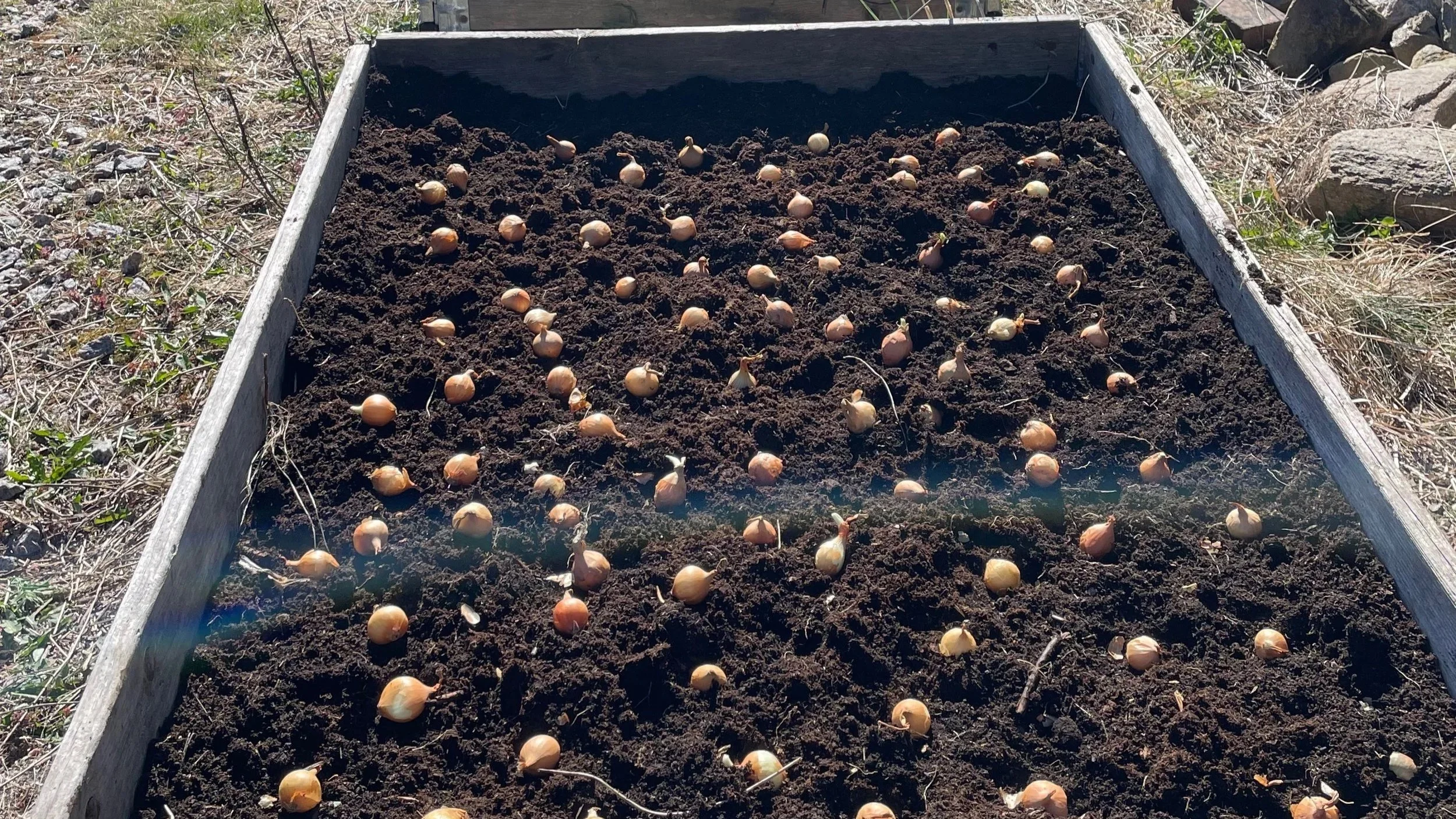 A rectangular wooden garden bed filled with dark soil and planted with onion bulbs in early sprouting stage, outdoors surrounded by dry grass and rocks.