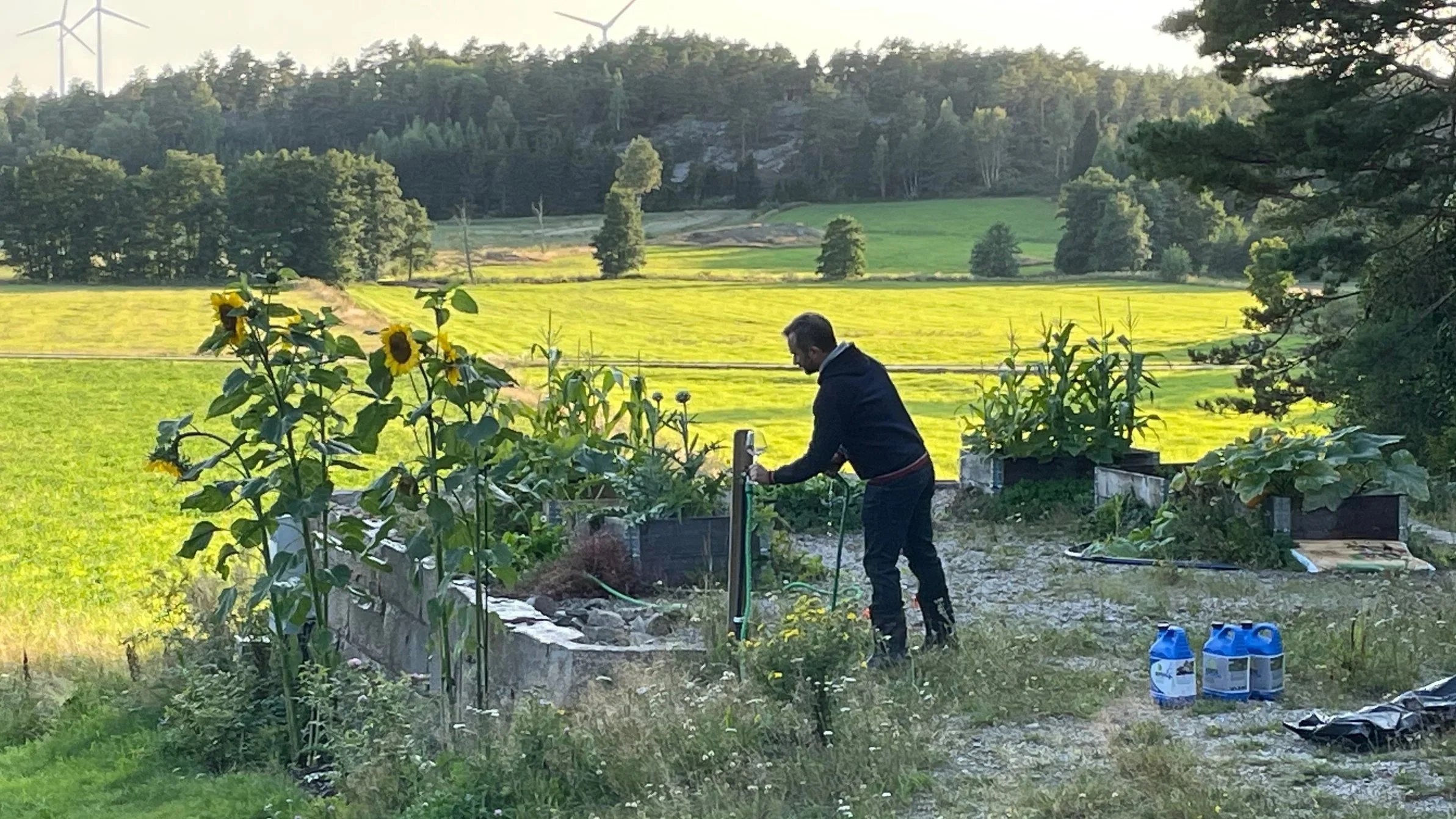 A man in a dark jacket working in a garden with raised beds, sunflower plants, and various gardening supplies in the foreground, with open fields, trees, and wind turbines in the background on a sunny day.
