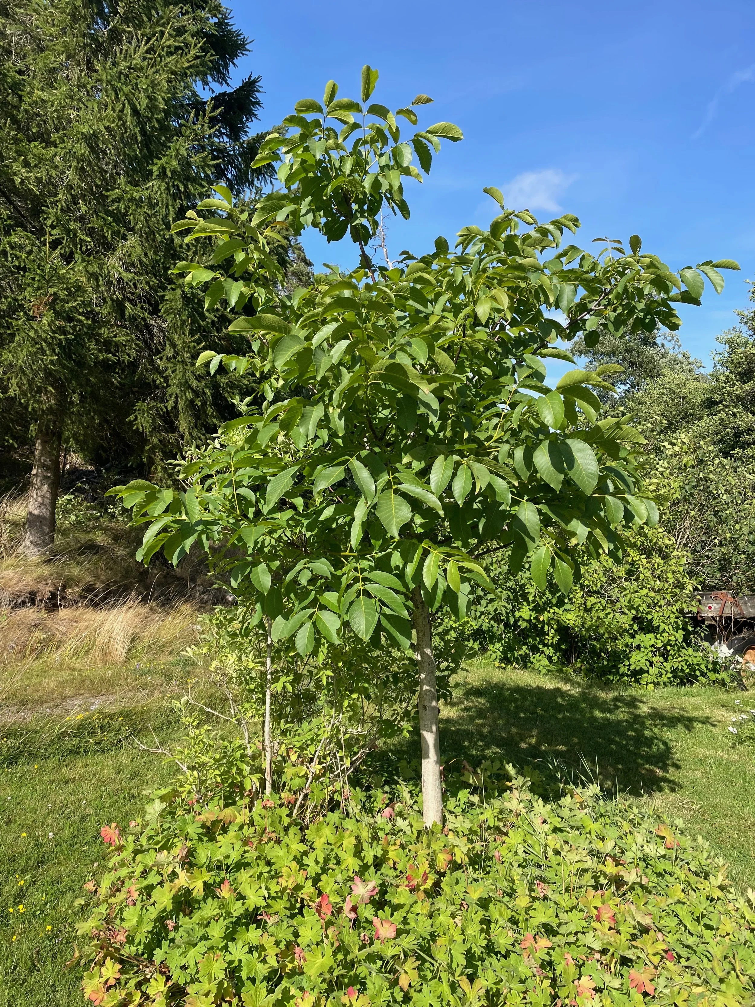 A young tree with green leaves in a grassy yard, surrounded by other trees under a clear blue sky.