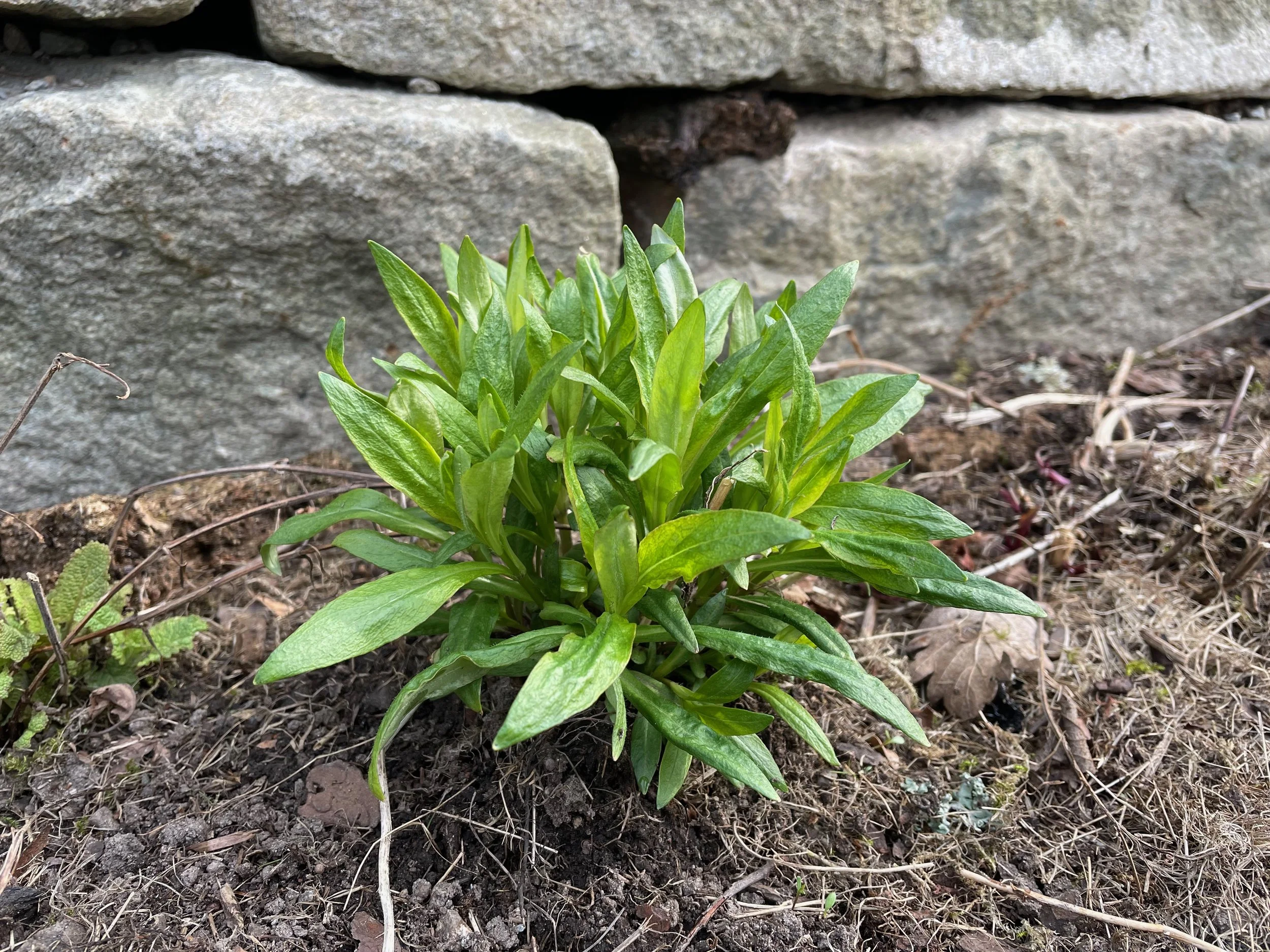 Close-up of a young green phlox plant growing in soil, with a stone wall in the background.