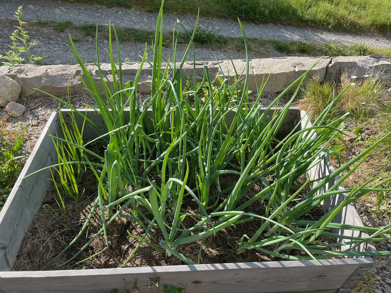 Green onion plants growing in a wooden raised garden bed outdoors.