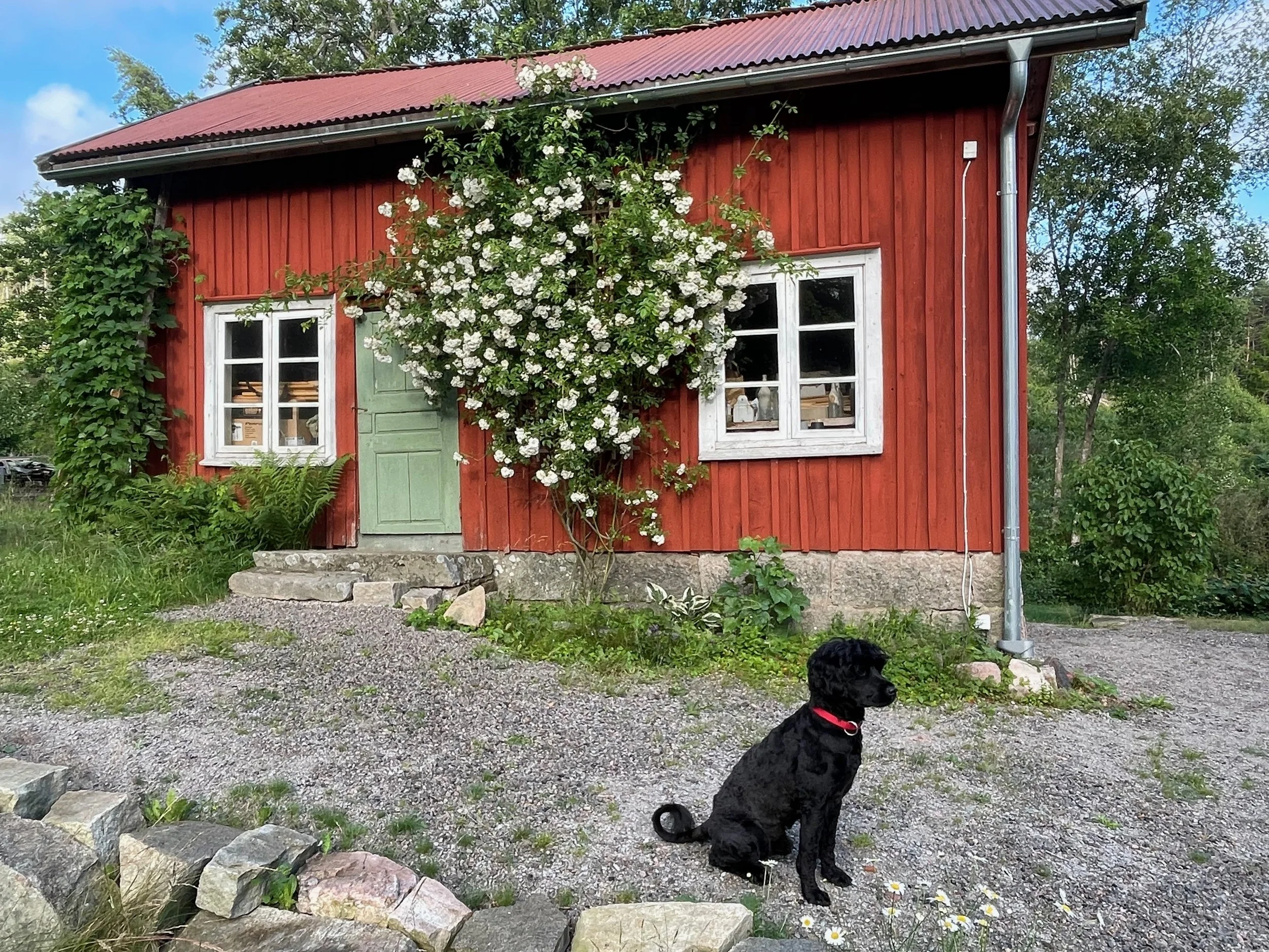 A black dog sitting on a gravel area in front of a red wooden house with white window frames and a green door, surrounded by greenery and blooming plants.