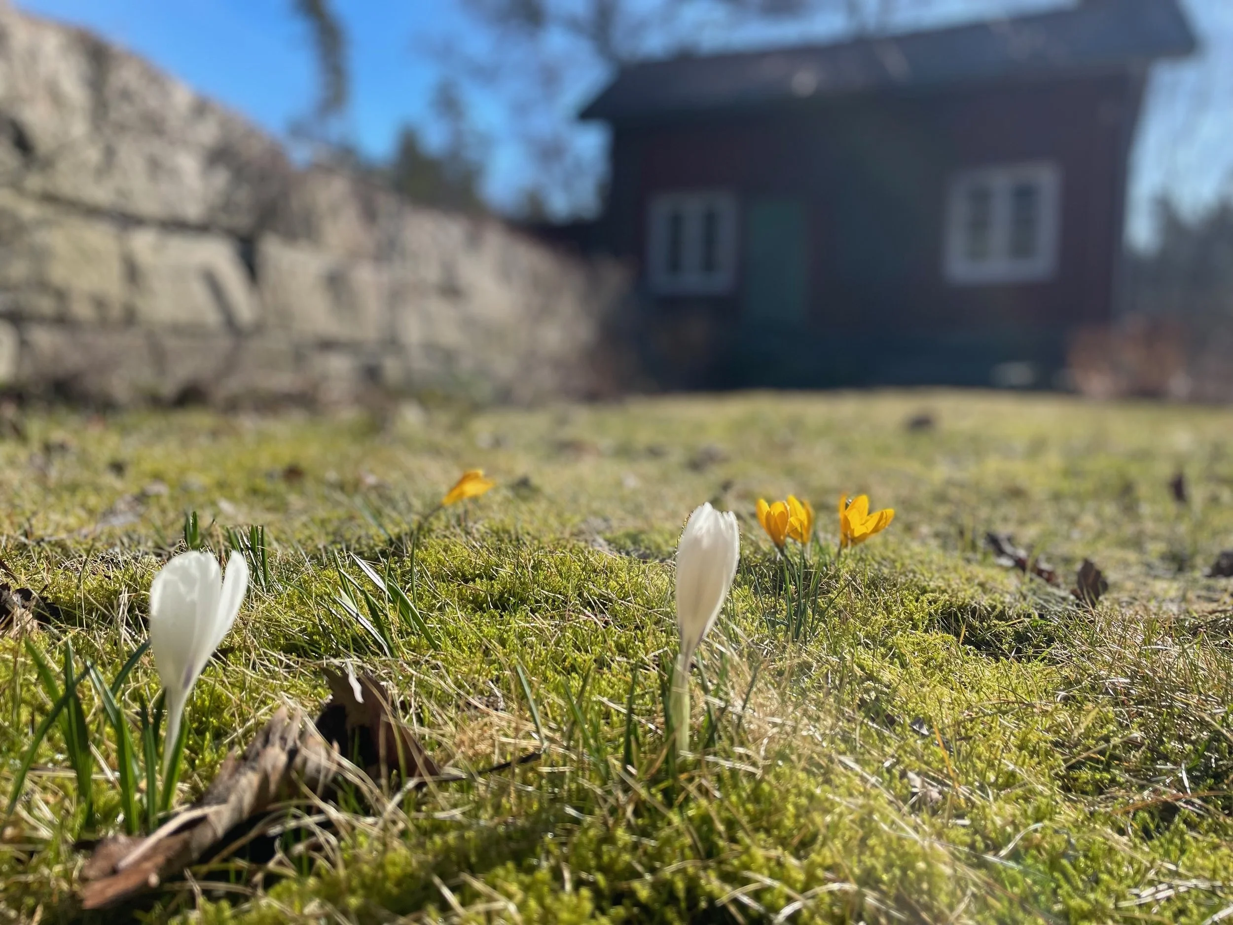 Close-up of a grassy patch with white and yellow crocus flowers in bloom and a stone wall and house in the background.