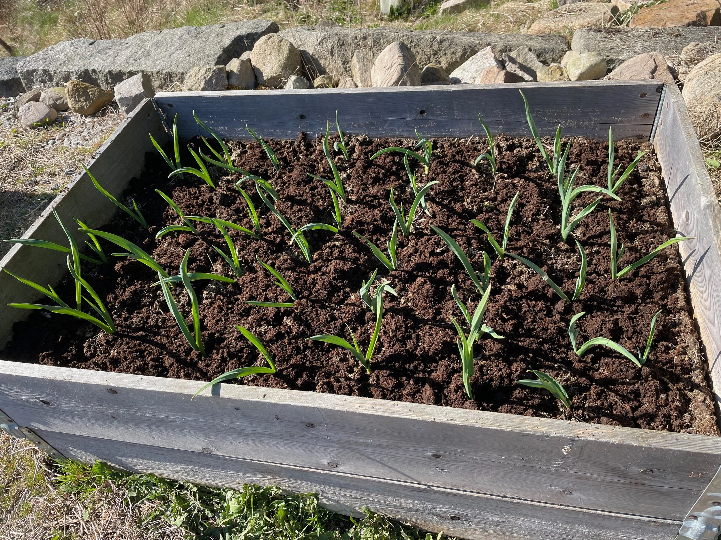 A rectangular wooden garden bed with young green garlic plants growing in dark soil. Surrounding the garden bed is grass, rocks, and a stone wall.