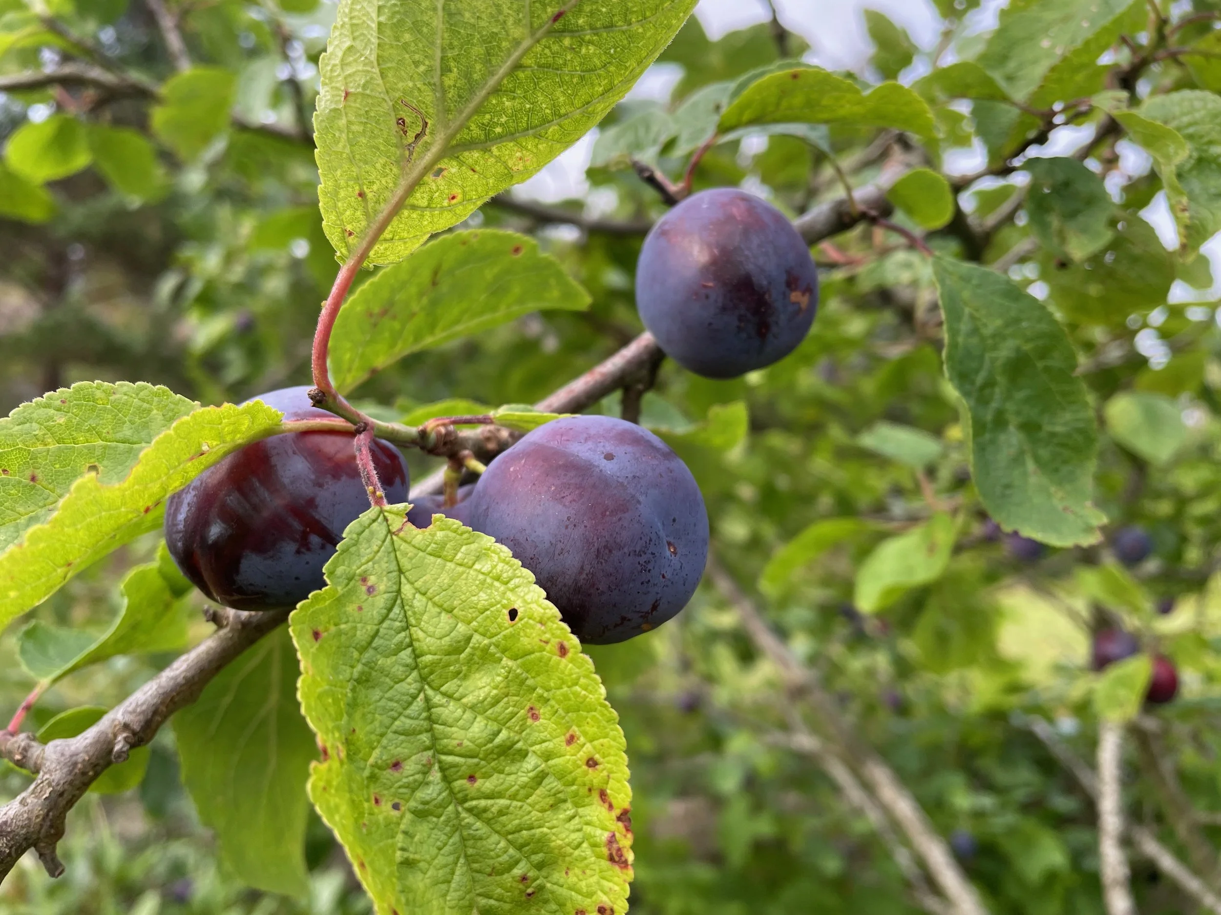 Plums close up.jpeg