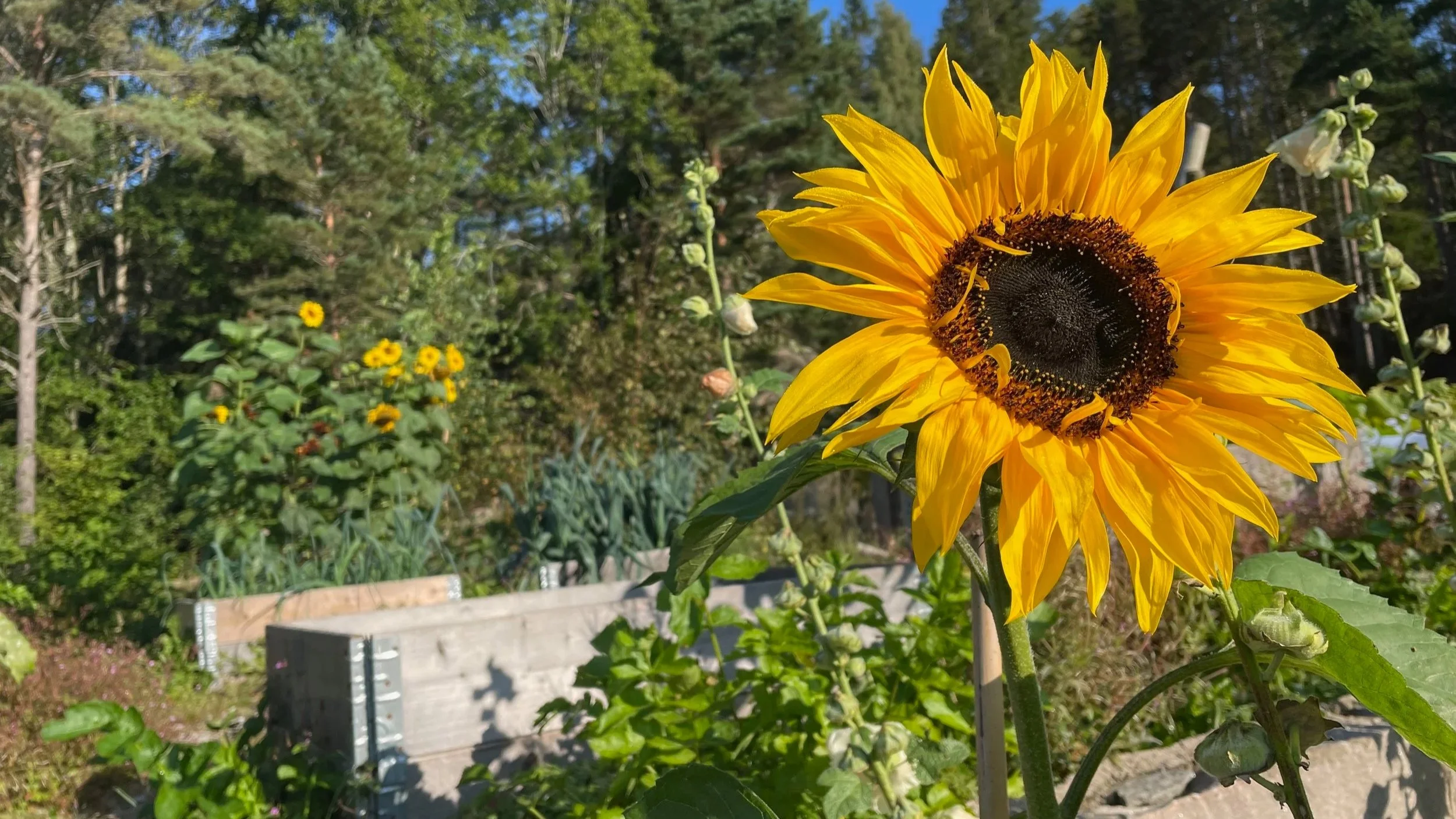 A bright yellow sunflower in bloom in a garden with green foliage and other yellow flowers in the background.