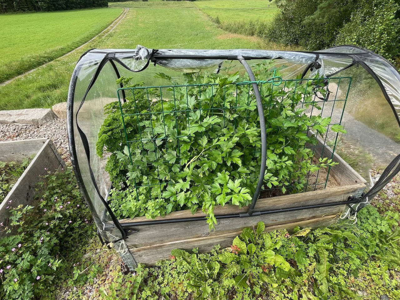 A small greenhouse with a wooden frame and clear plastic cover, containing lush green herb plants, set in an outdoor garden with grassy fields and trees in the background.