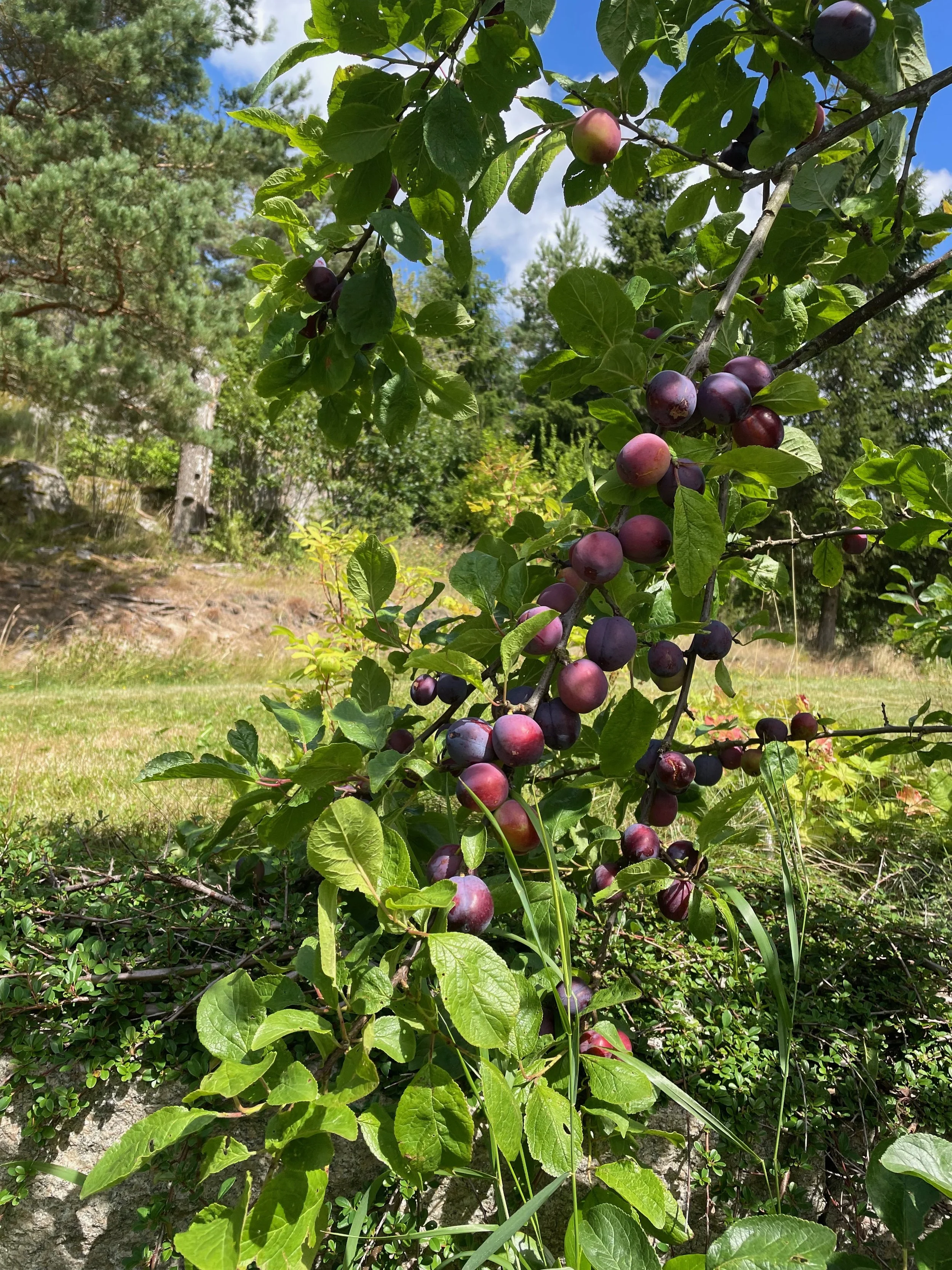 Plums on a branch.jpeg
