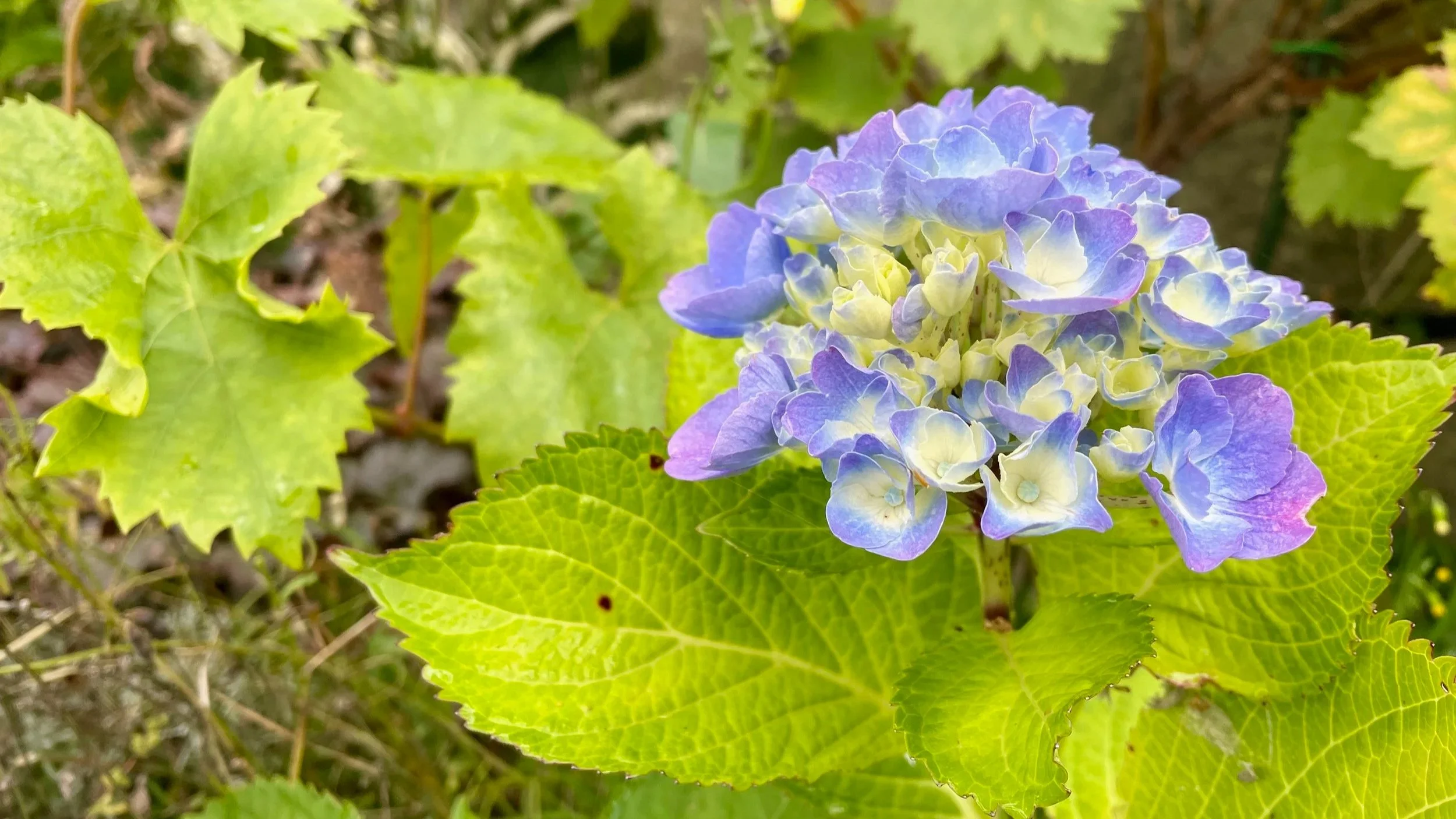 A blooming garden hydrangea flower with light blue, purple, and white petals surrounded by green leaves.