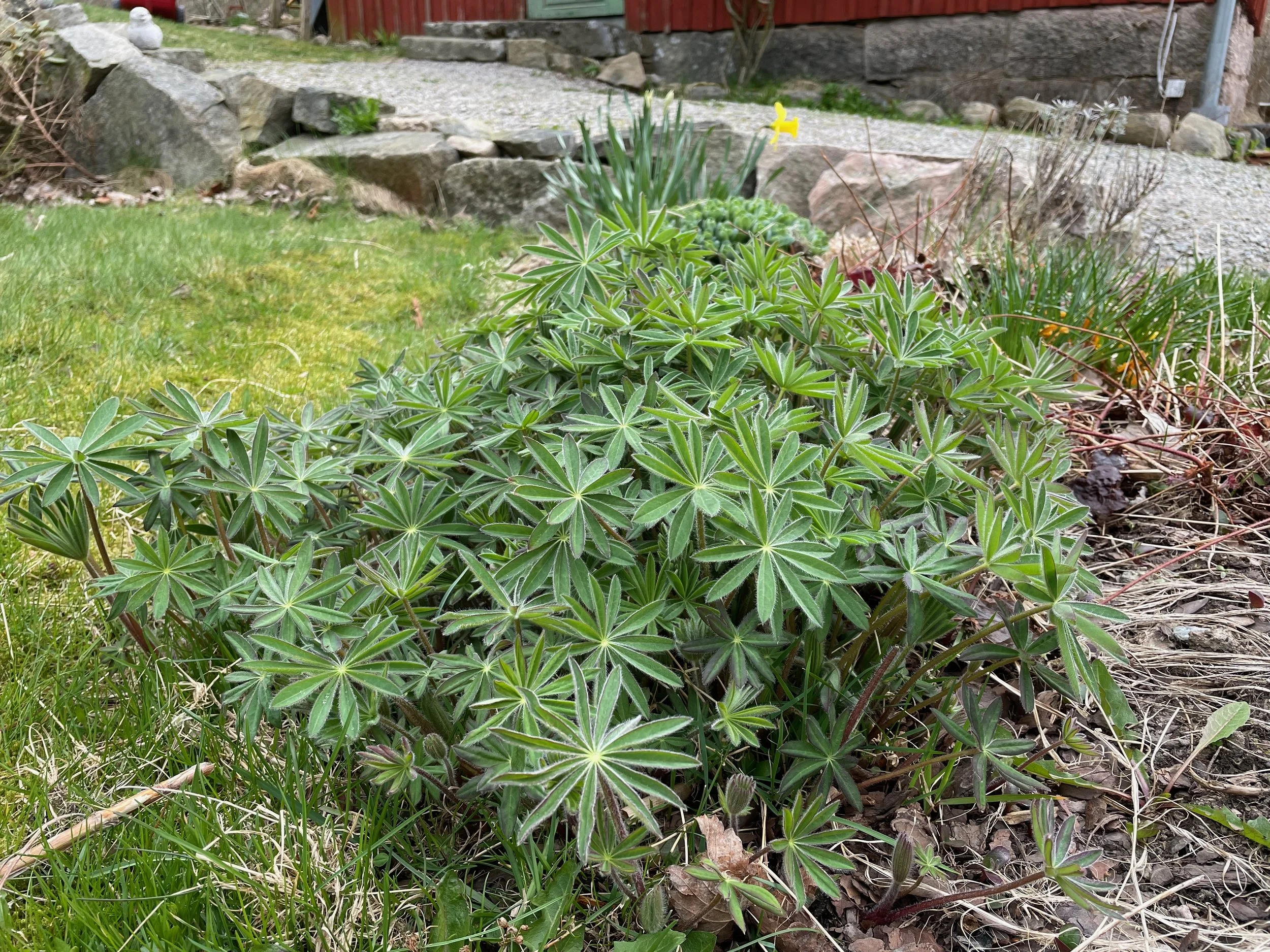 Close-up of a lush green plant with elongated, pointed leaves radiating from the center in a garden setting, with a grass patch in the foreground and a stone pathway, rocks, and a red wooden structure in the background.