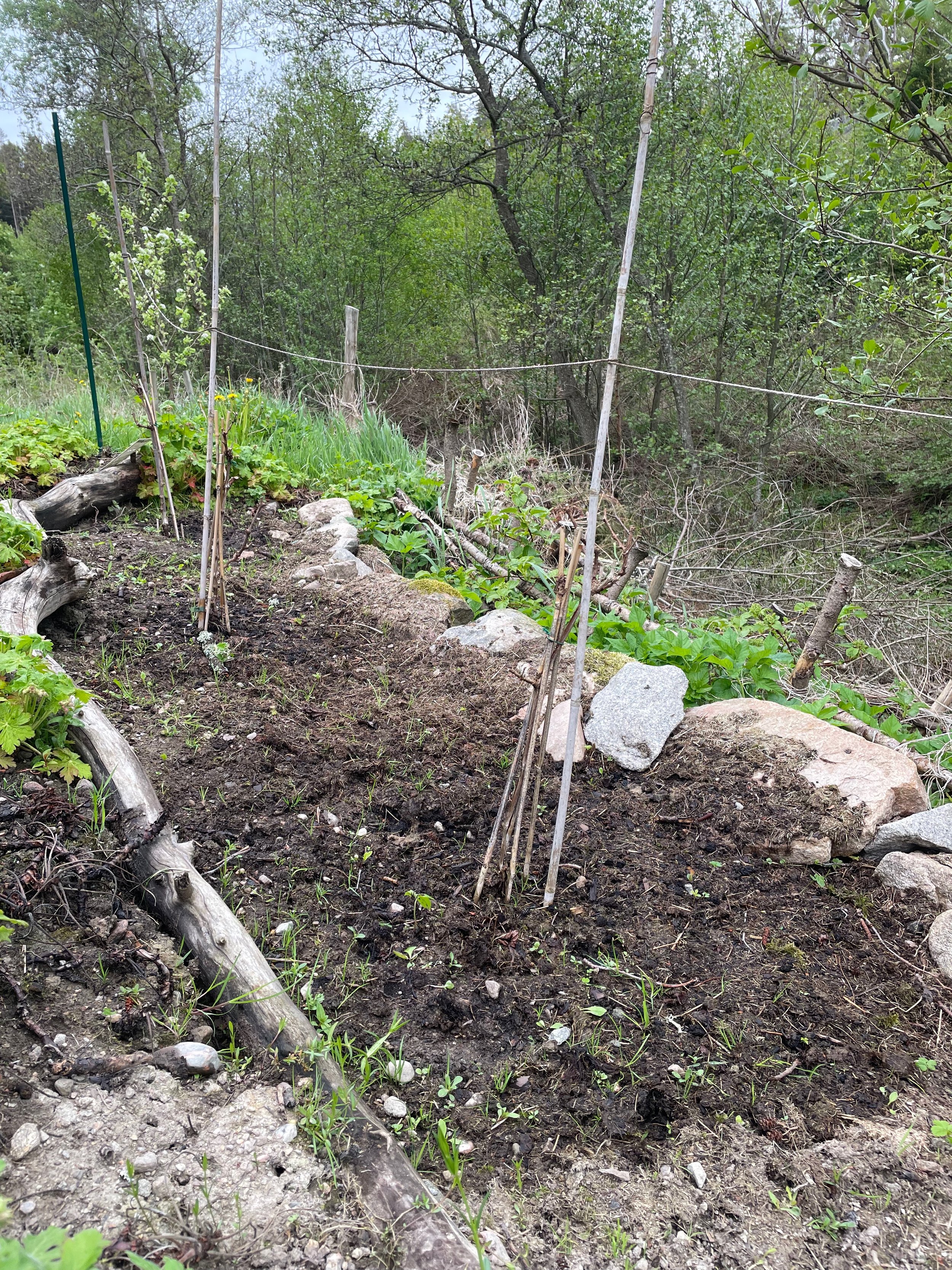A garden area with dirt soil, small green plants, a fallen tree branch, and rocks. There are also wooden stakes and twine forming a small fence. The background shows green trees and bushes.