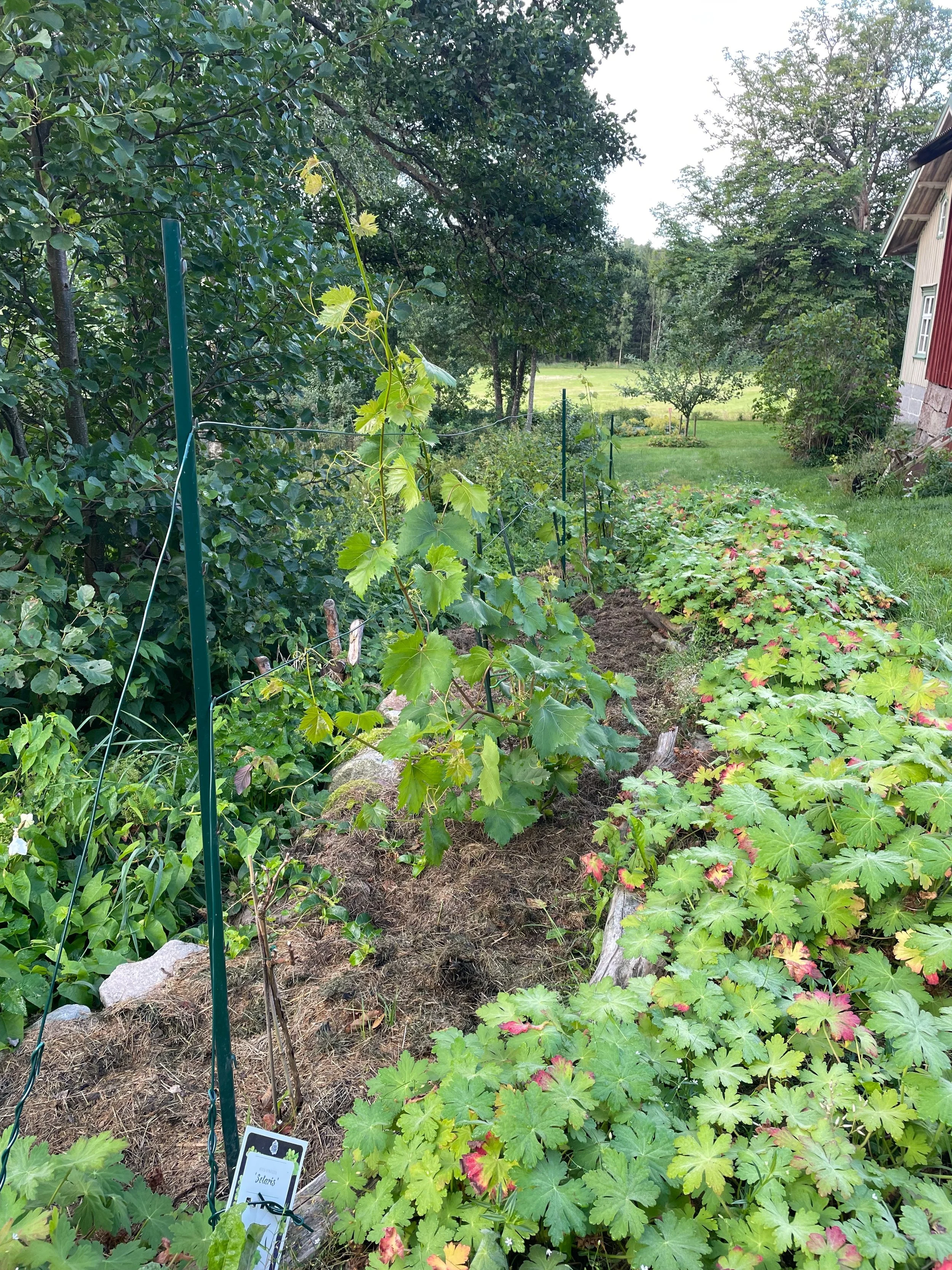 Vine plants from the top.jpeg