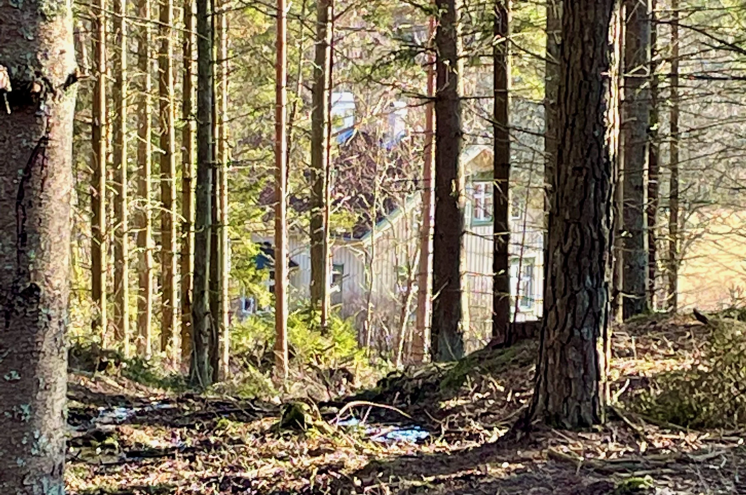 A forest scene with tall trees and sunlight filtering through the branches. In the background, there are buildings visible beyond the trees.