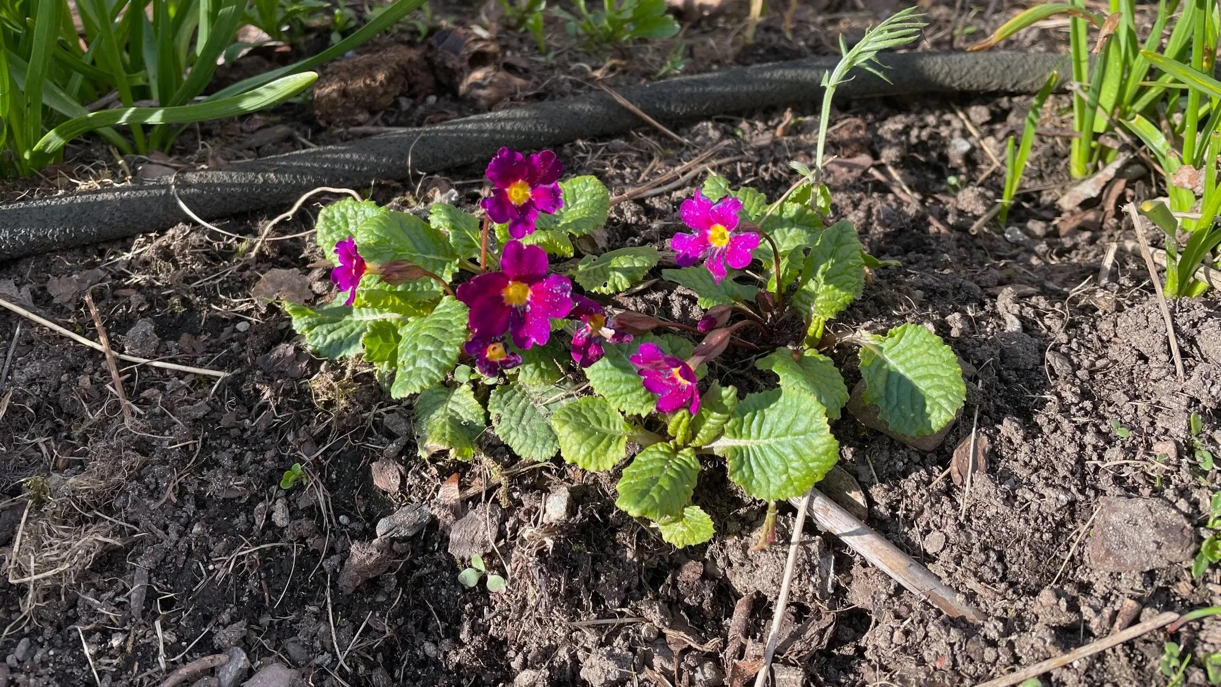 Purple and pink primrose flowers blooming in dark soil with green leaves, surrounded by grass and small plants.