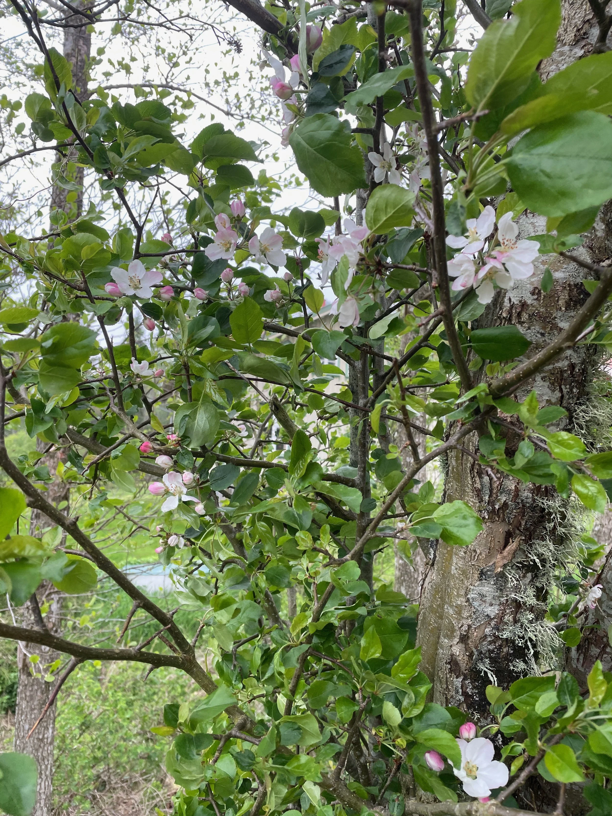 Close-up view of a tree trunk with dark bark, surrounded by green leaves and delicate pink and white blossoms, in a natural outdoor setting.