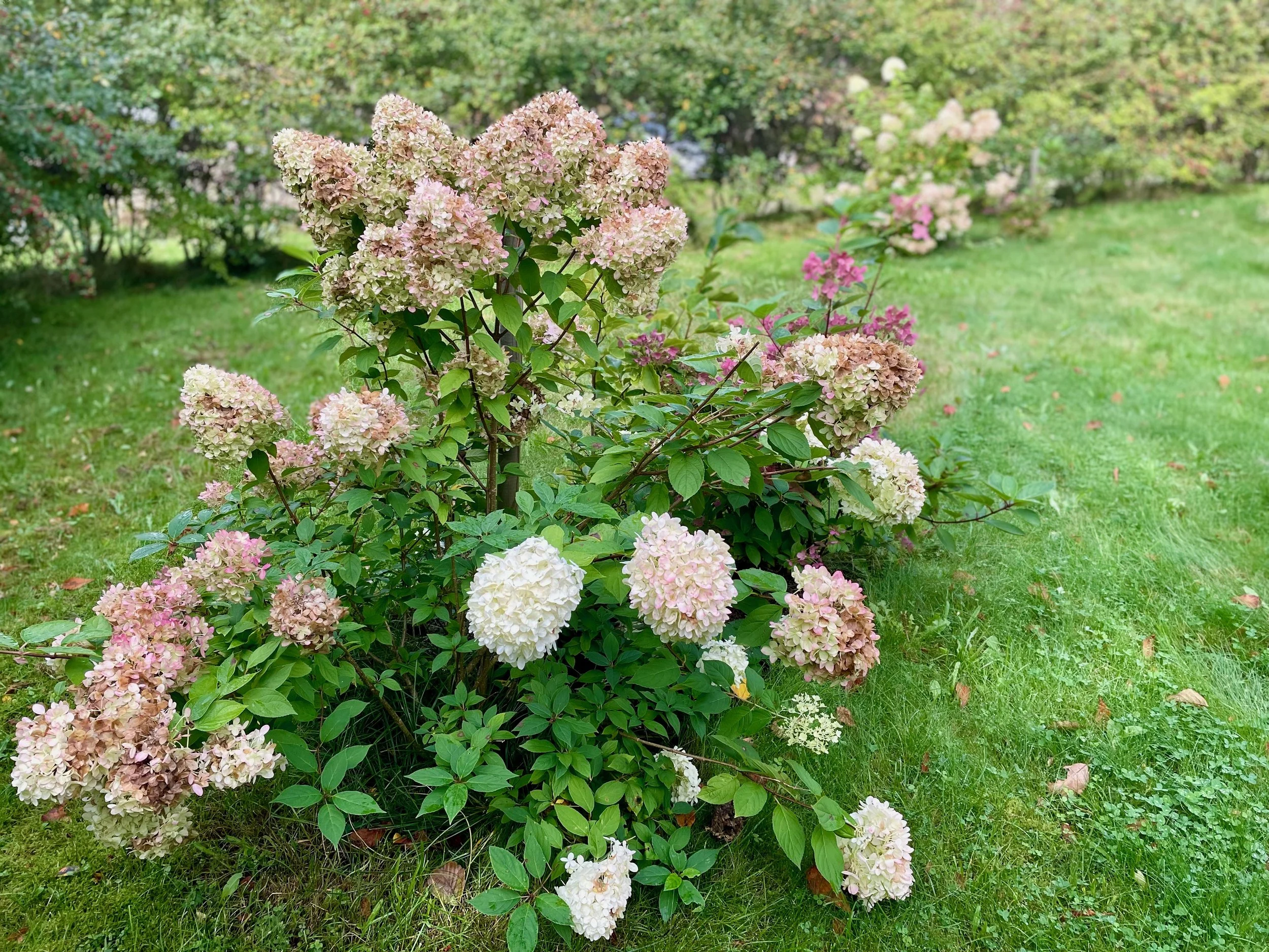 Pink and white hydrangea flowers blooming in a garden with green grass and trees in the background.