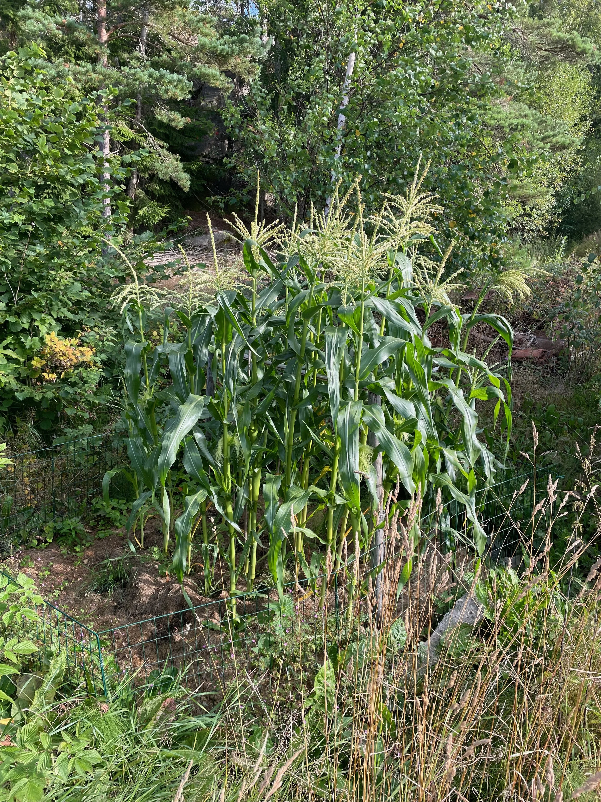 Sweet Corn in a cluster.jpeg