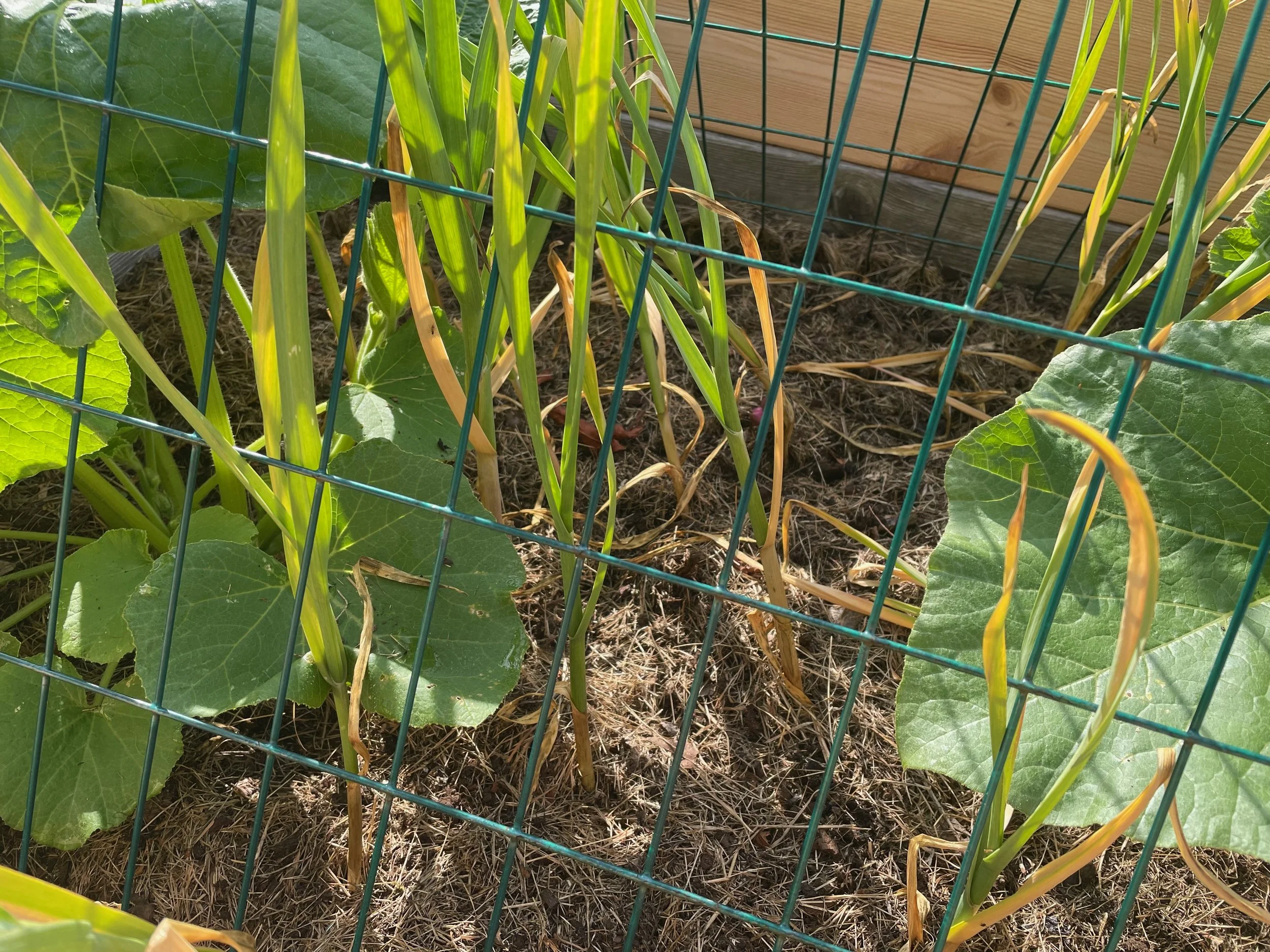 Failed garlic new pumpkin plants instead.jpeg