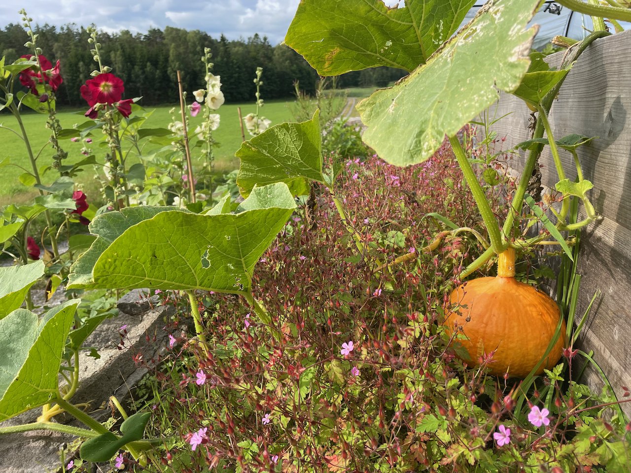 A small pumpkin growing on a vine with large green leaves, surrounded by small pink flowers, with a background of green fields and trees under a partly cloudy sky.